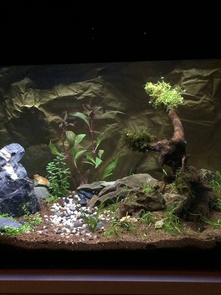 Acuario 80L