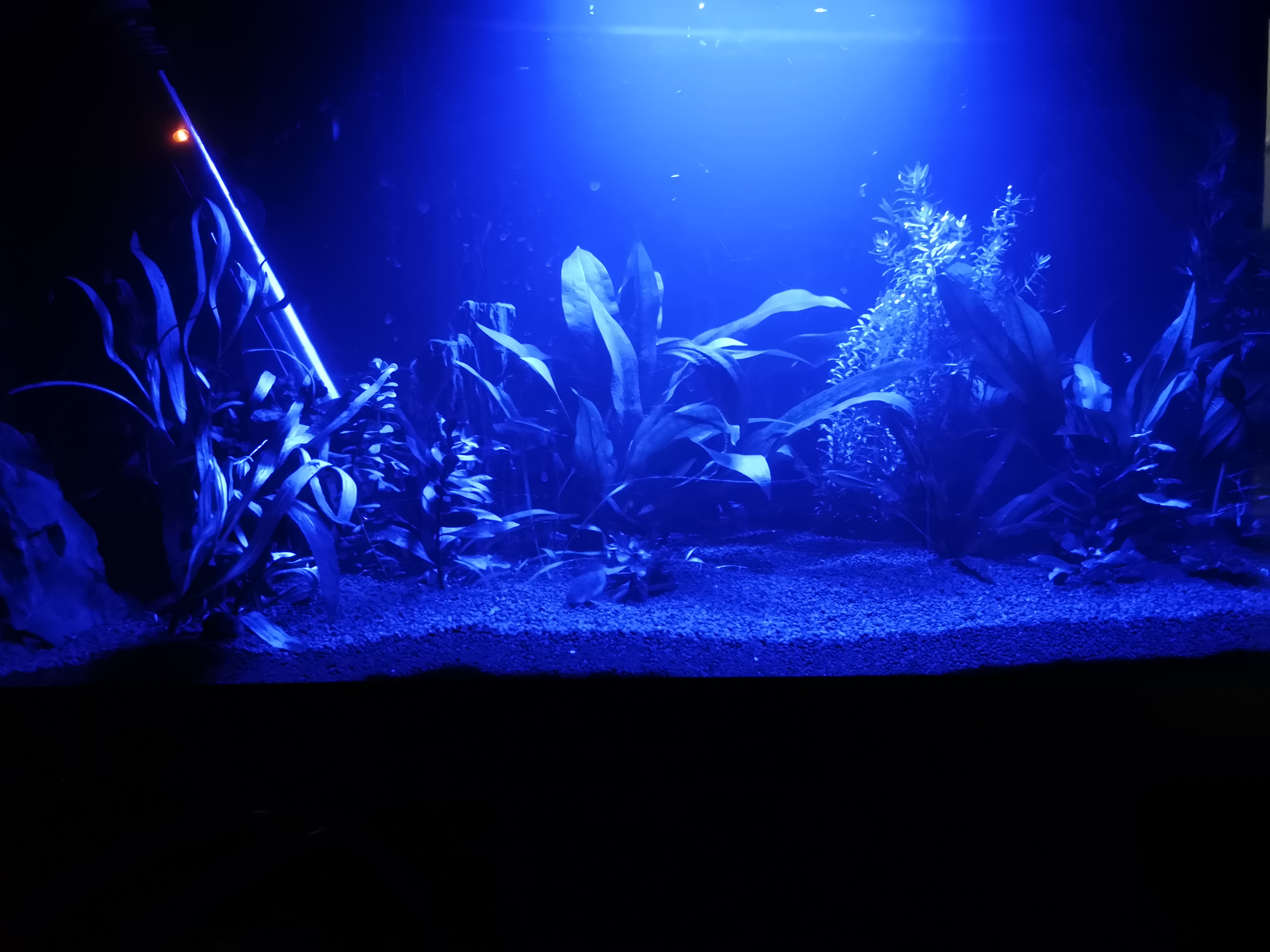 Acuario con luz azul