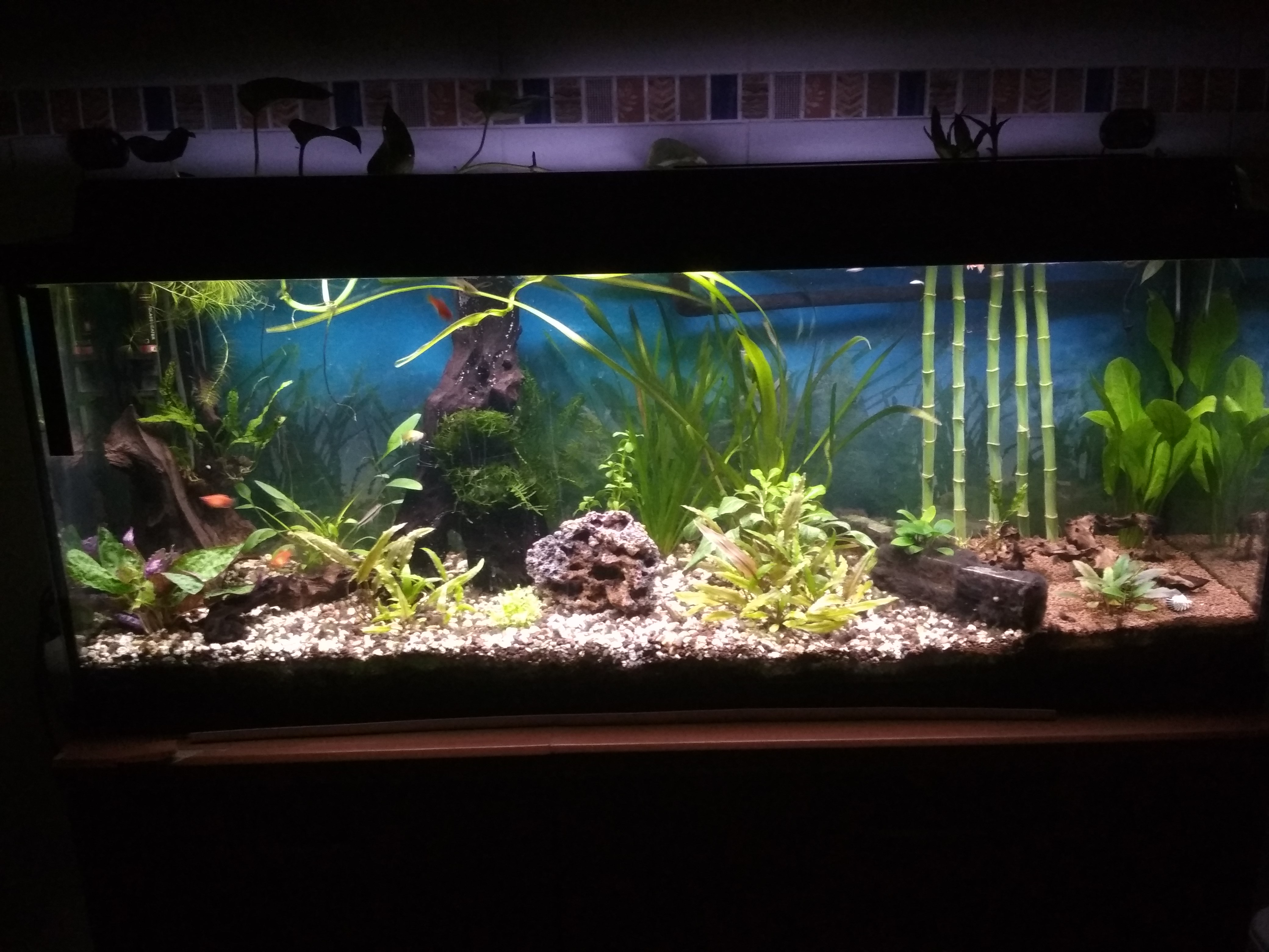 Acuario de 120 Litros