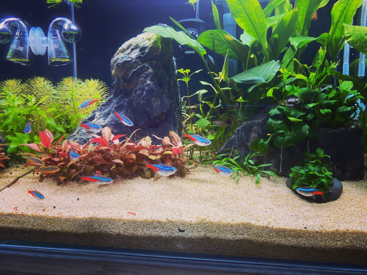 Acuario de 2 meses