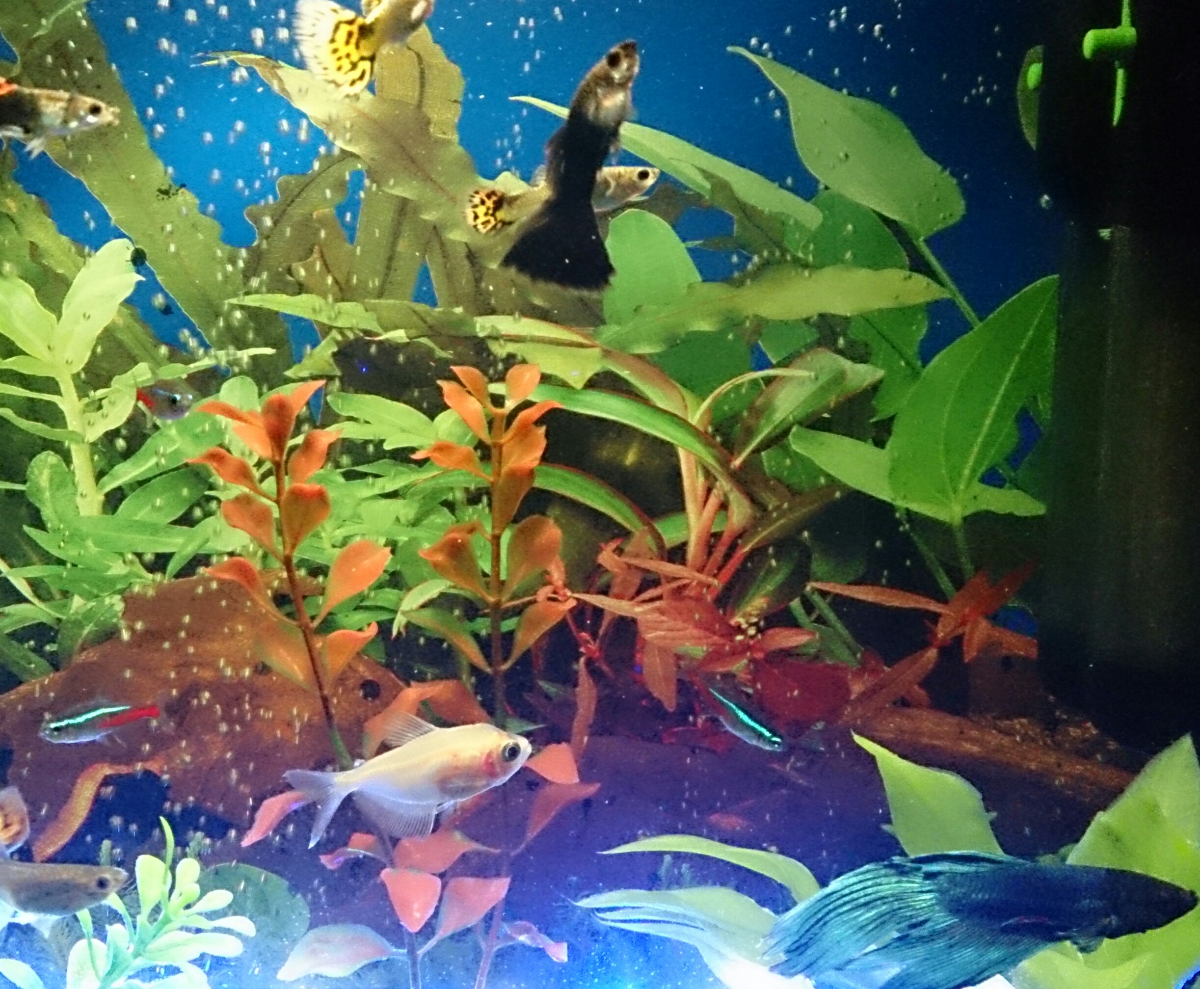 acuario guppys,betta