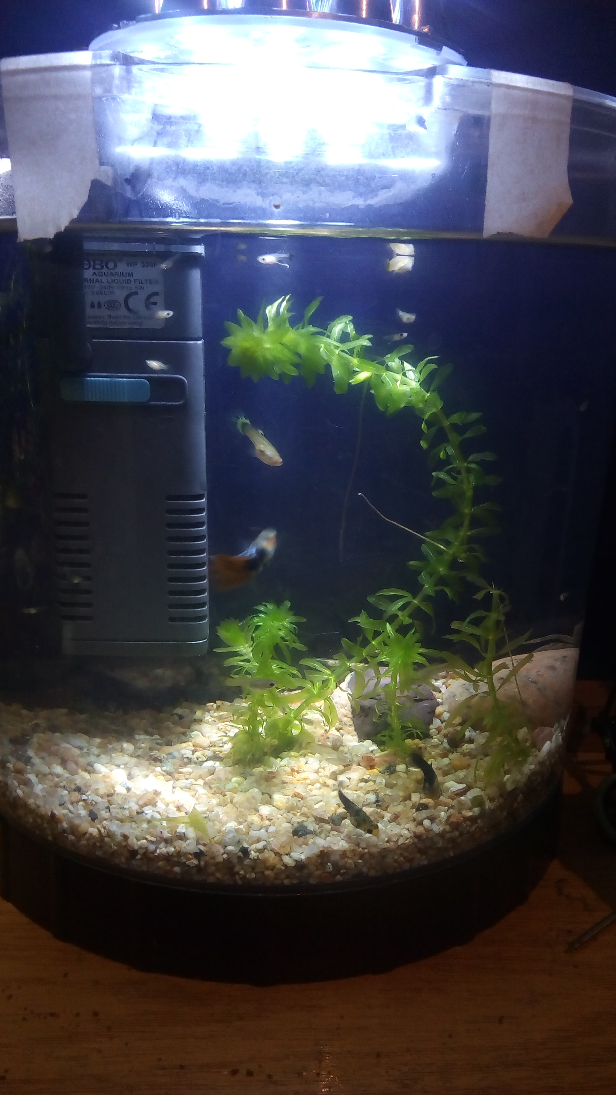 Acuario Mini