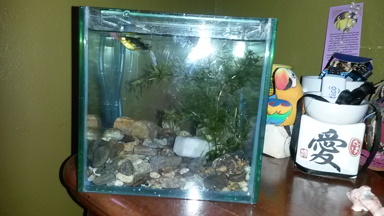 acuario para platy