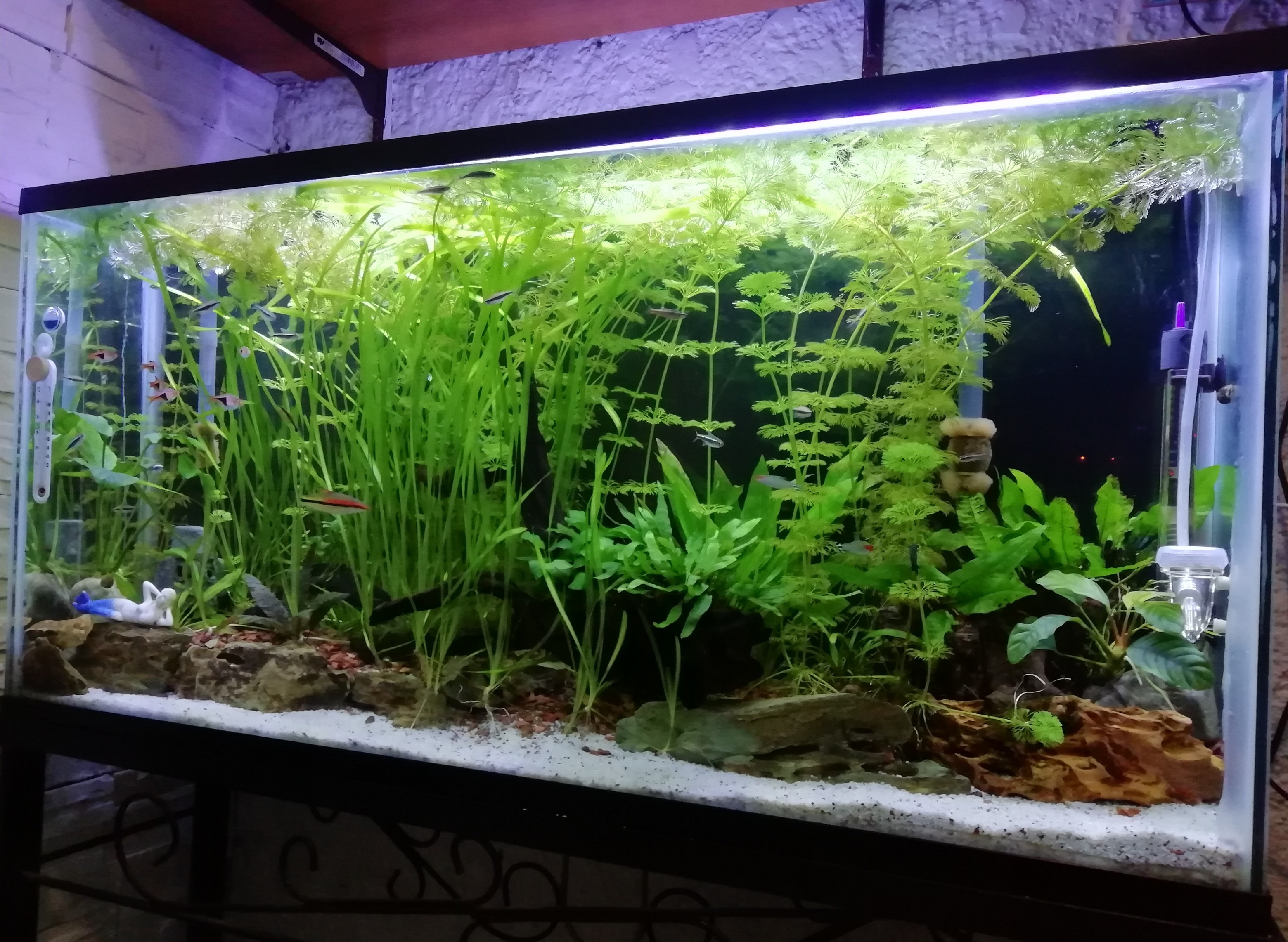 Acuario plantado low tech