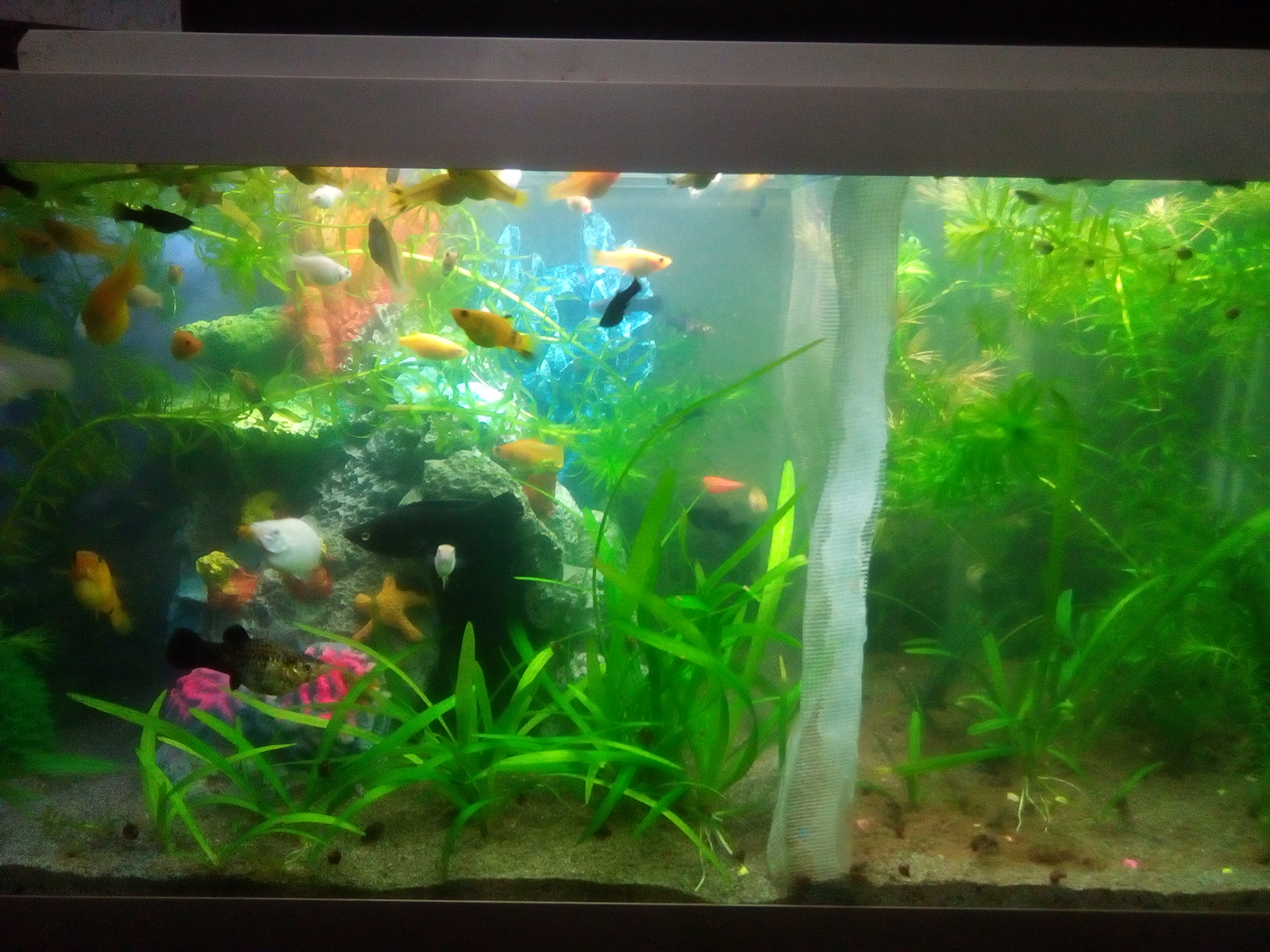 Acuario reproductor