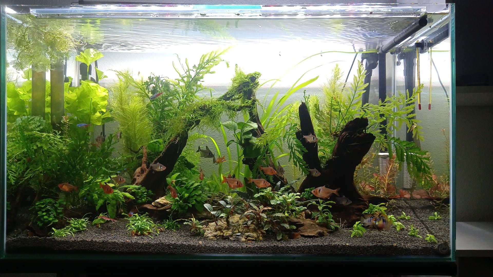 Acuario Tetras