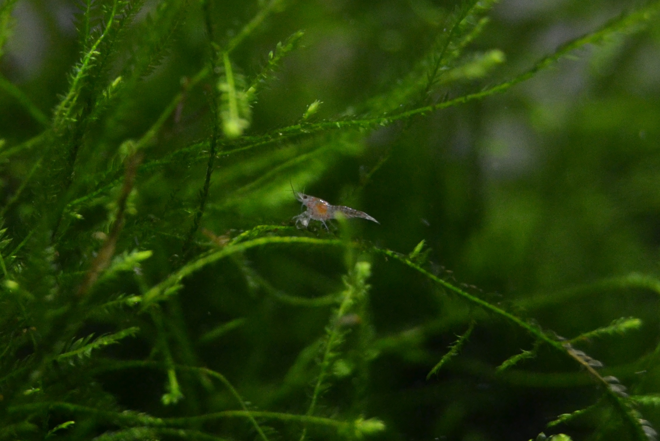 bebe neocaridina