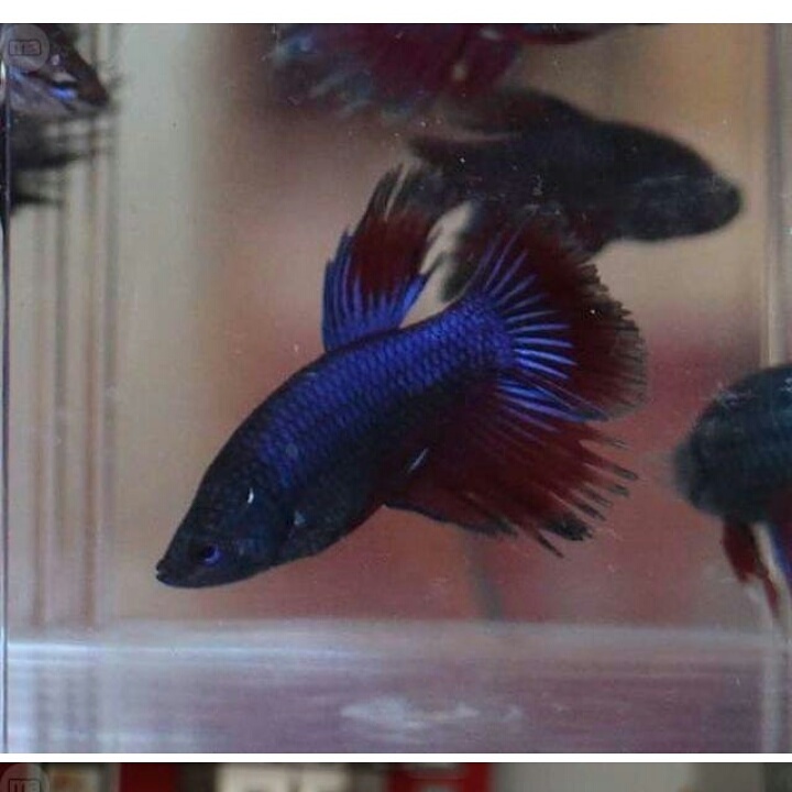 Betta Corona Juvenil