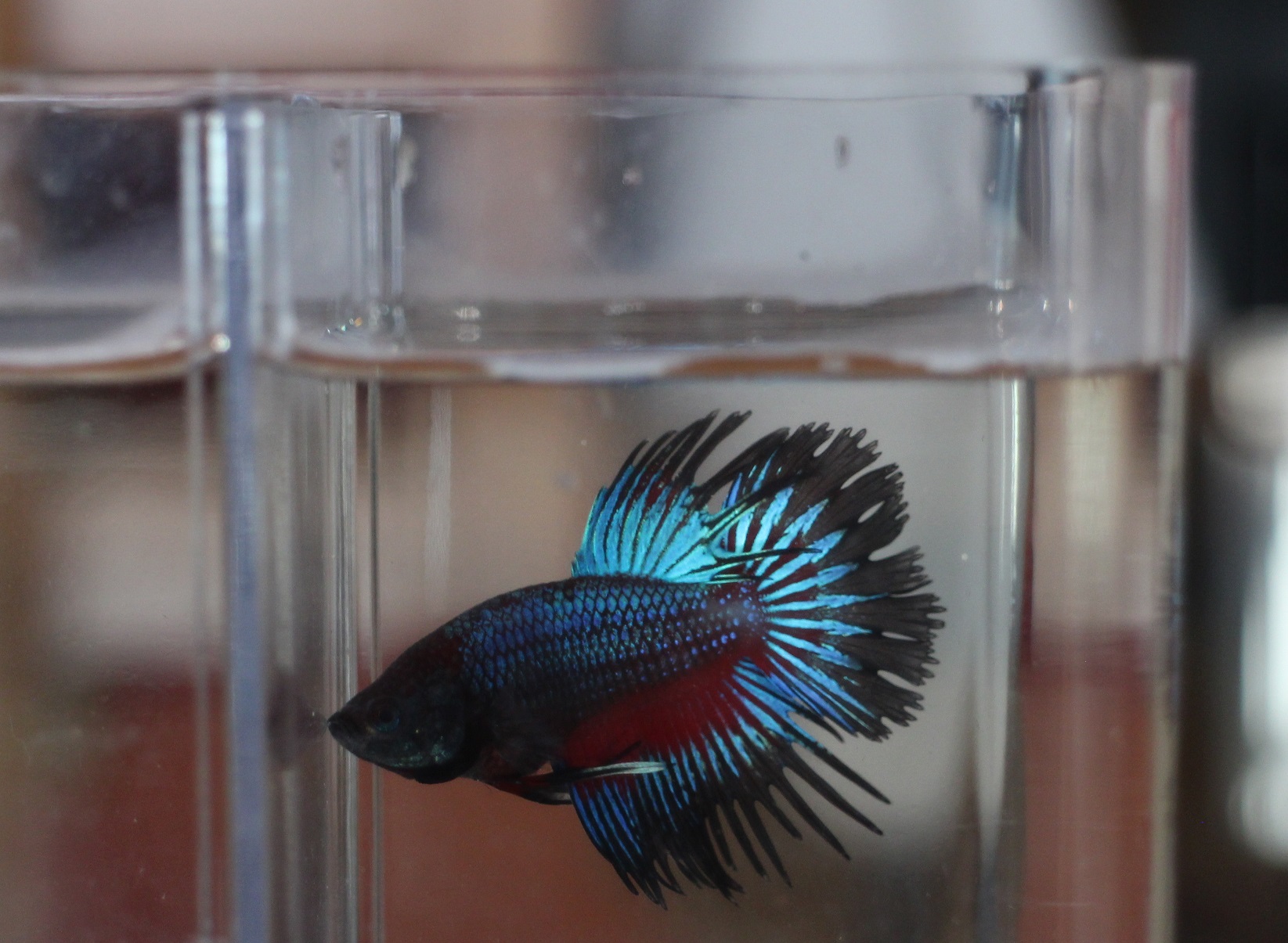 Betta Corona