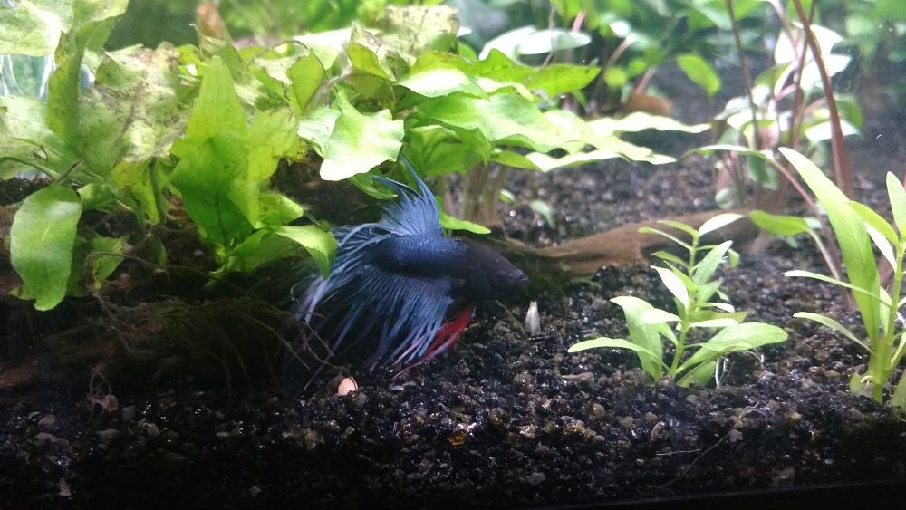 Betta corona