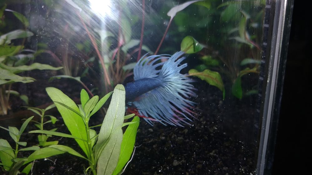 Betta corona