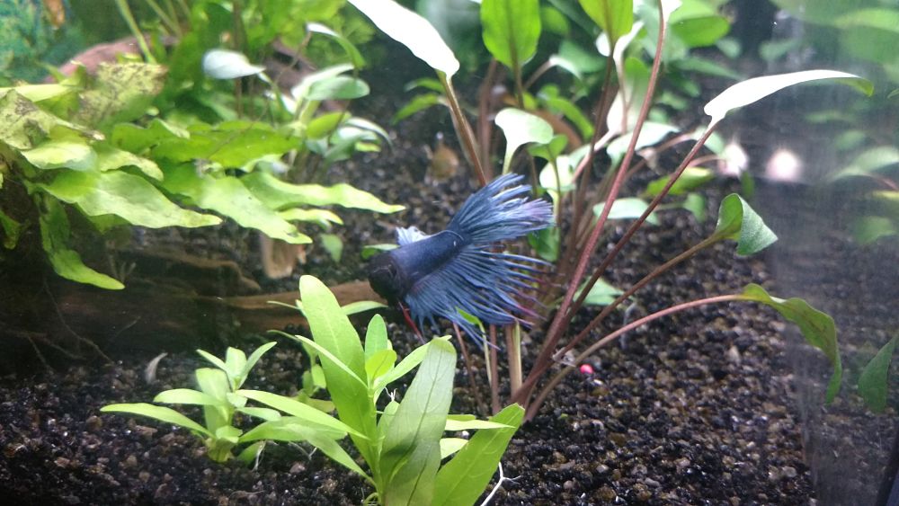 Betta corona