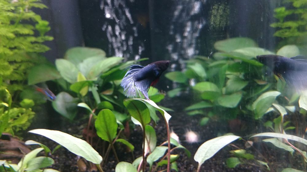 Betta corona