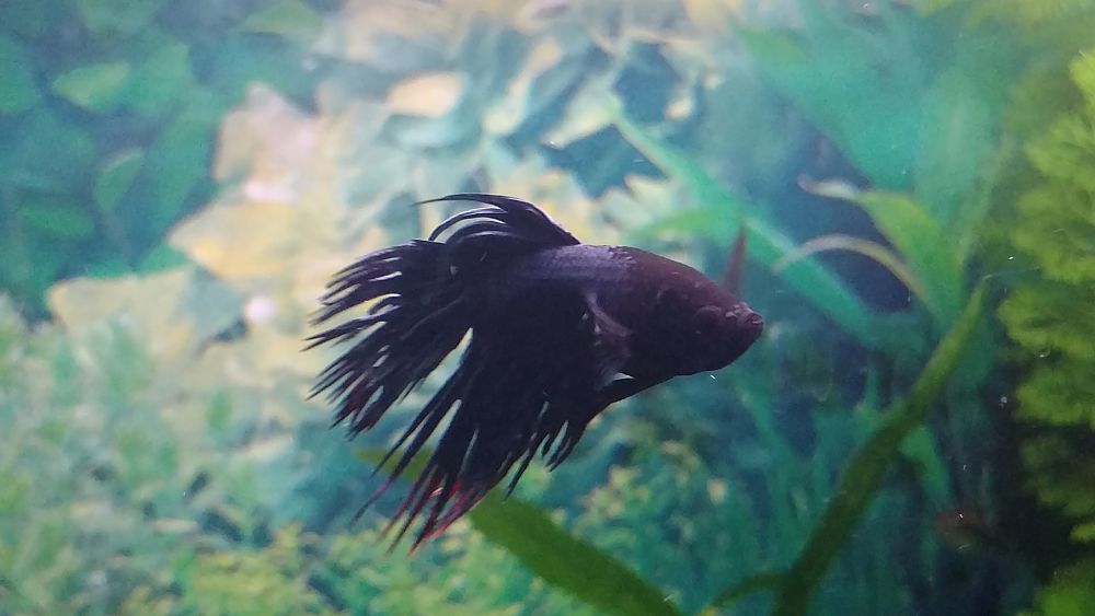 Betta corona