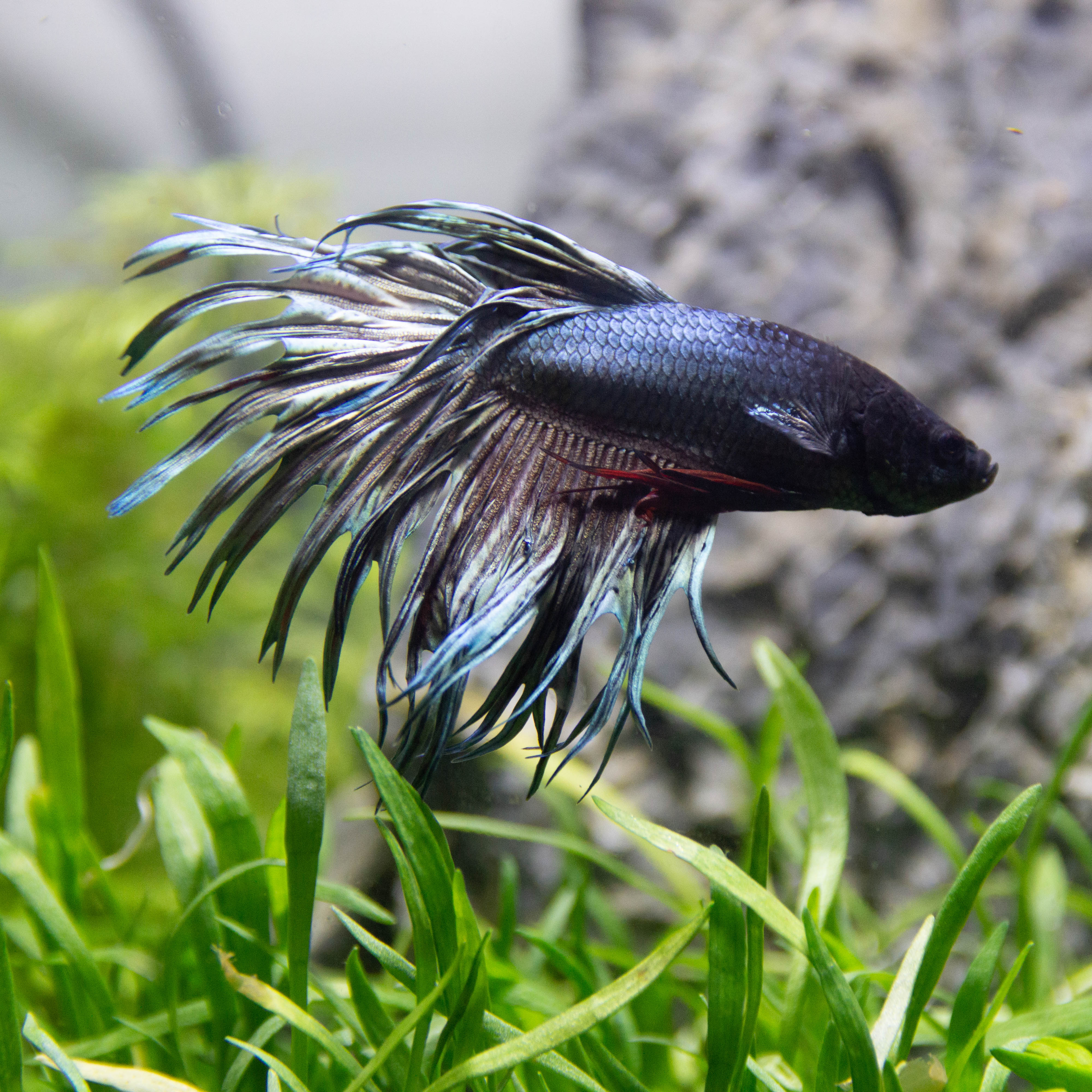 Betta Corona