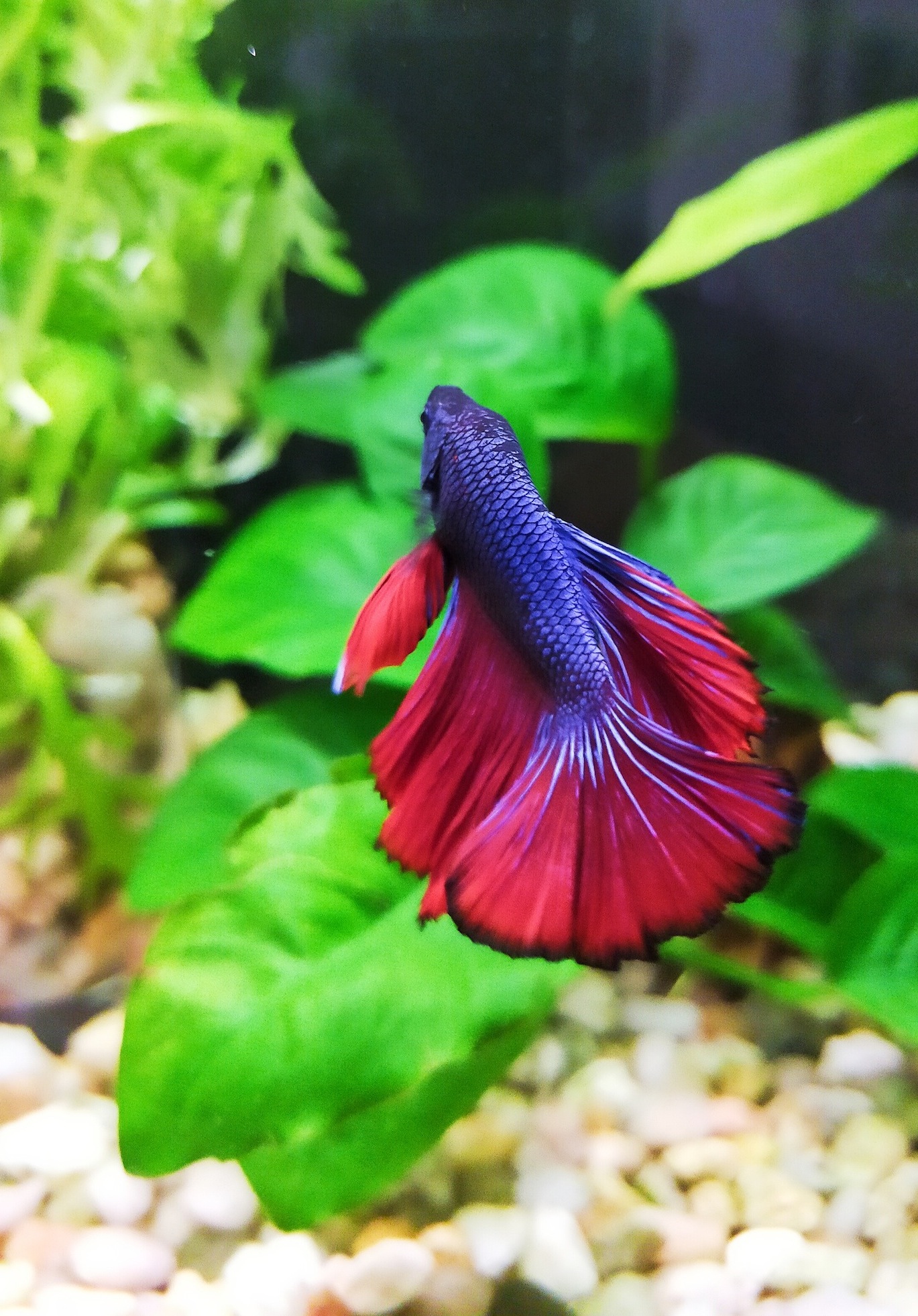 Betta Halfmoon Blue Red