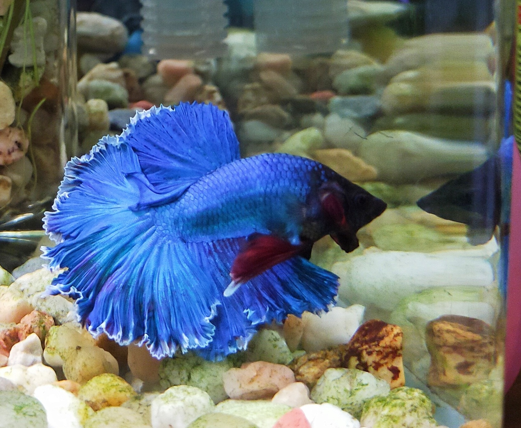 Betta Halfmoon Butterfly