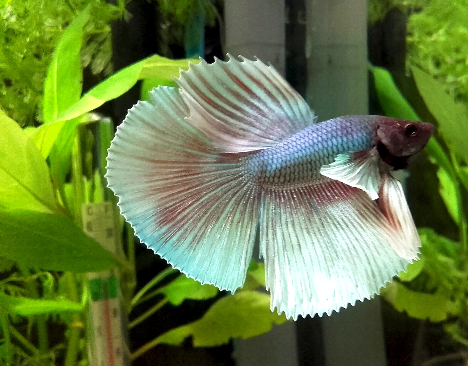 Betta Halfmoon Dumbo Siamese