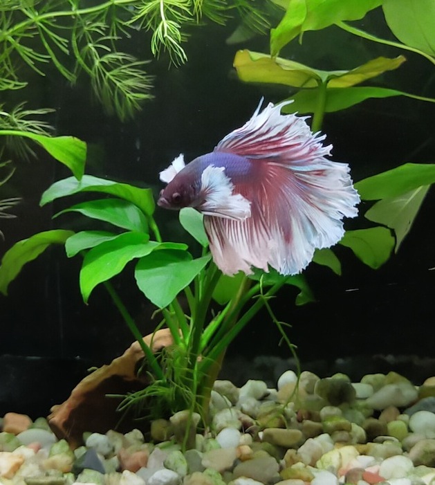 Betta halfmoon dumbo