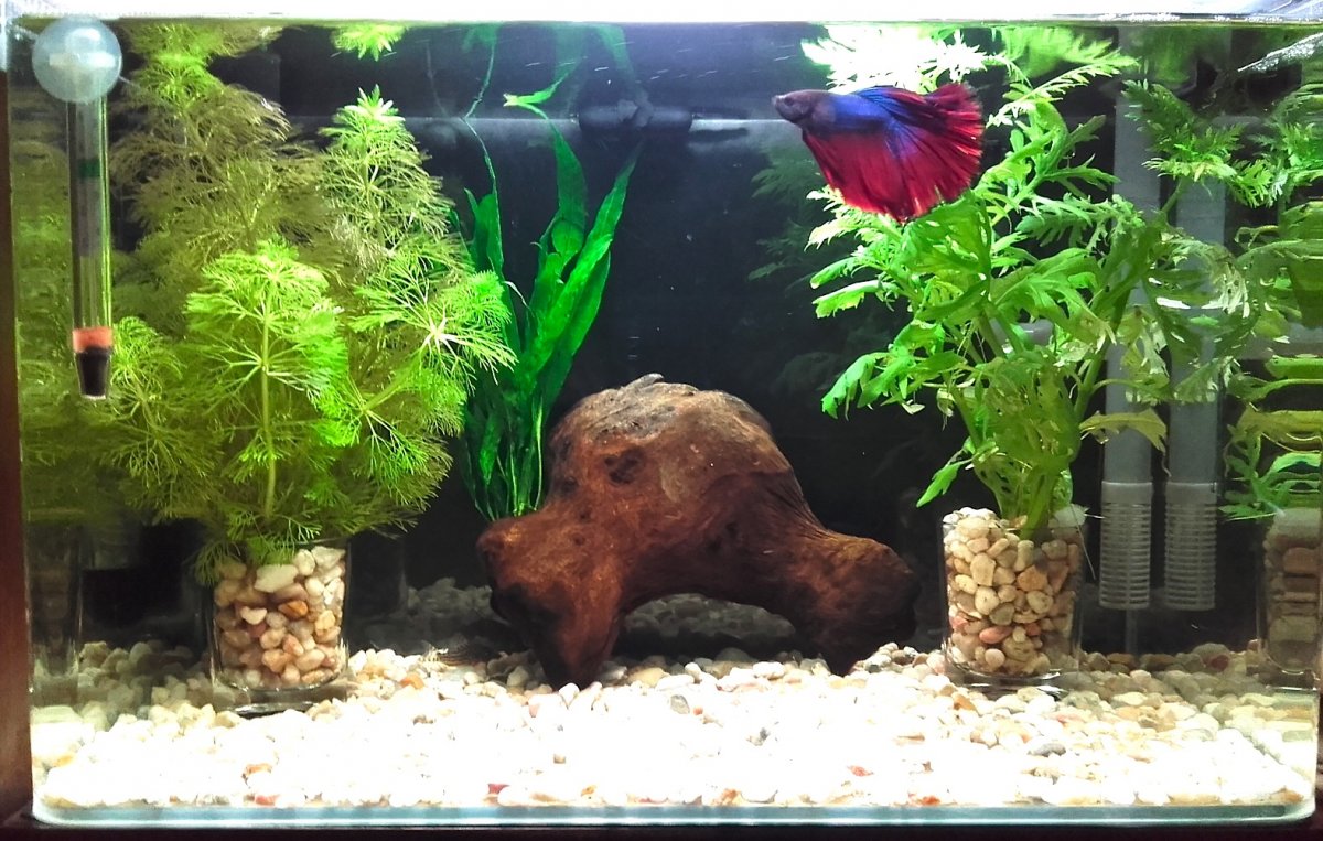 Betta halfmoon en nano 20L