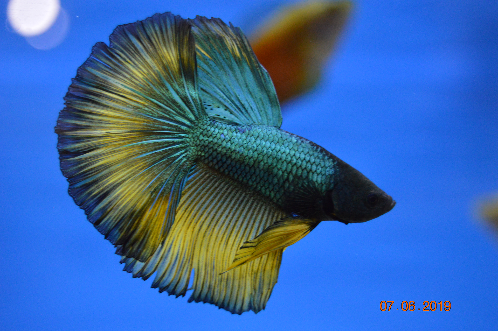 Betta HalfMoon Selecto XL