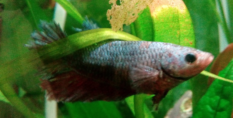 Betta hembra cola corona