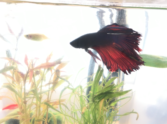 betta - kevin