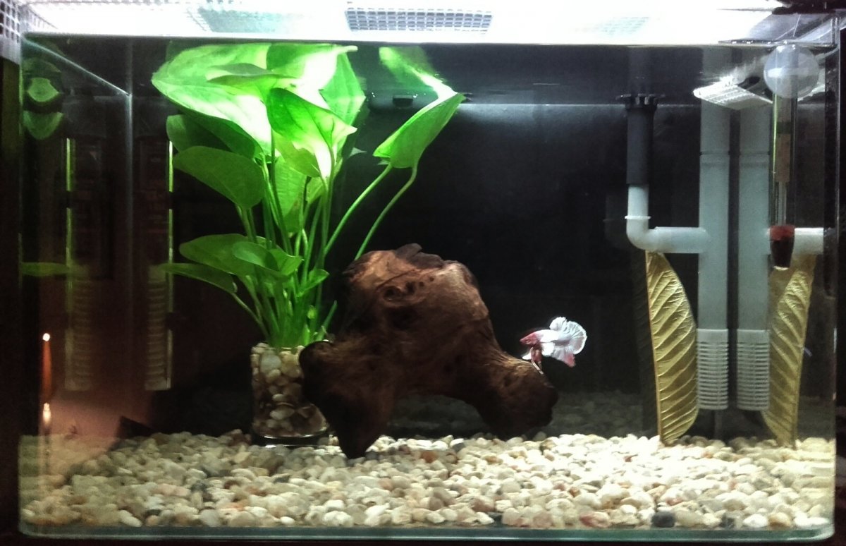 Betta plakat dumbo en nano 20L