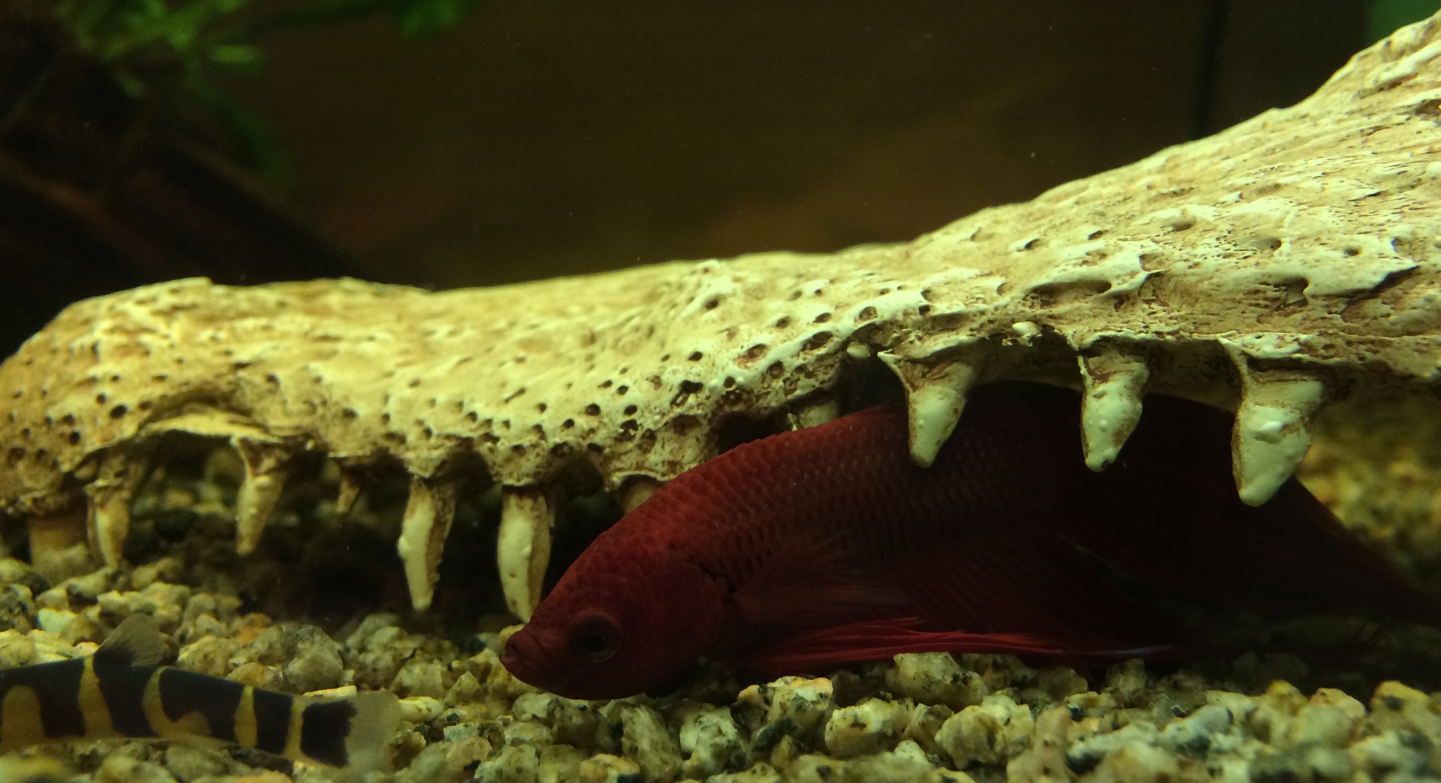 Betta rojo