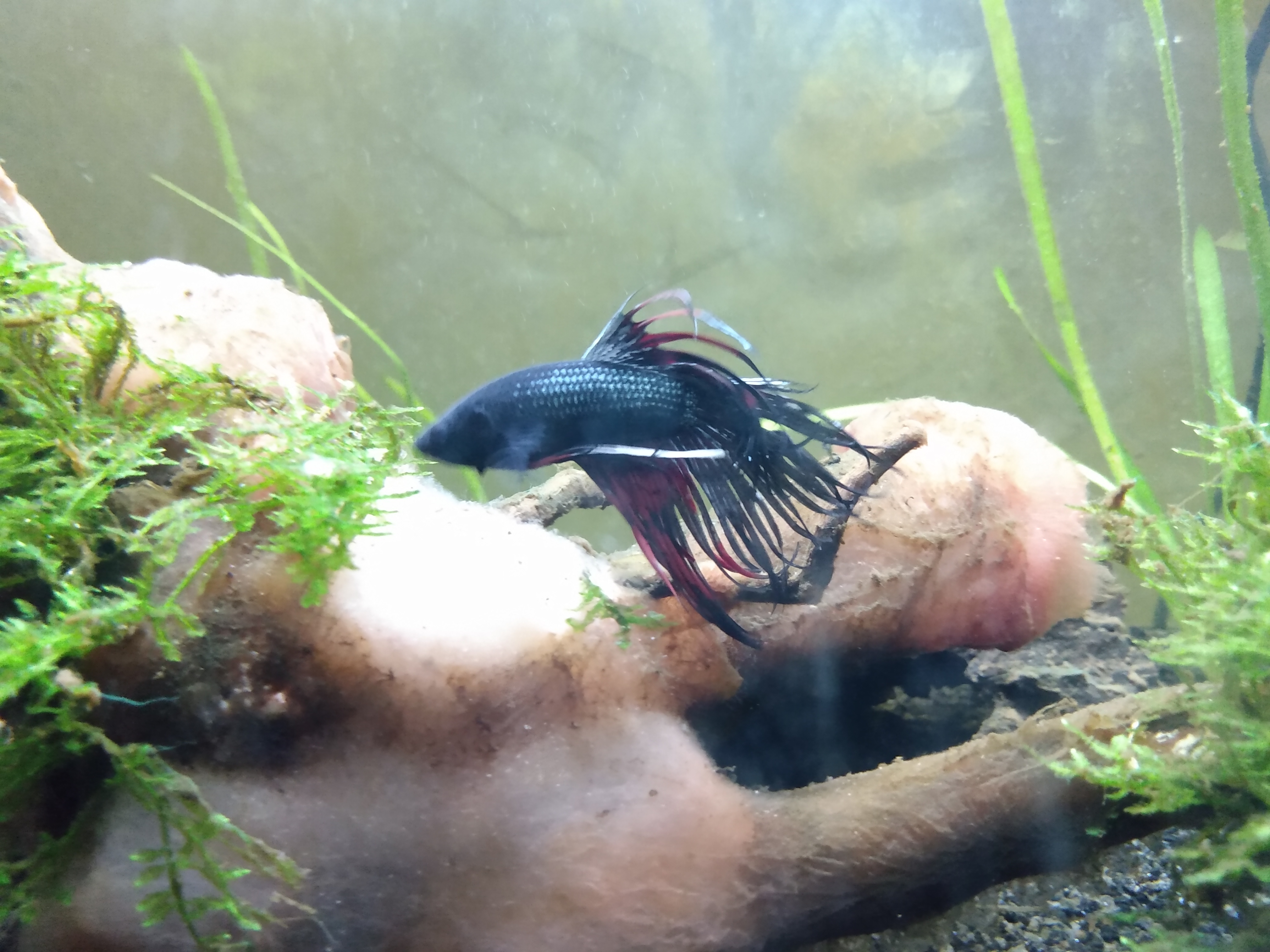 Betta Splendens crowntail