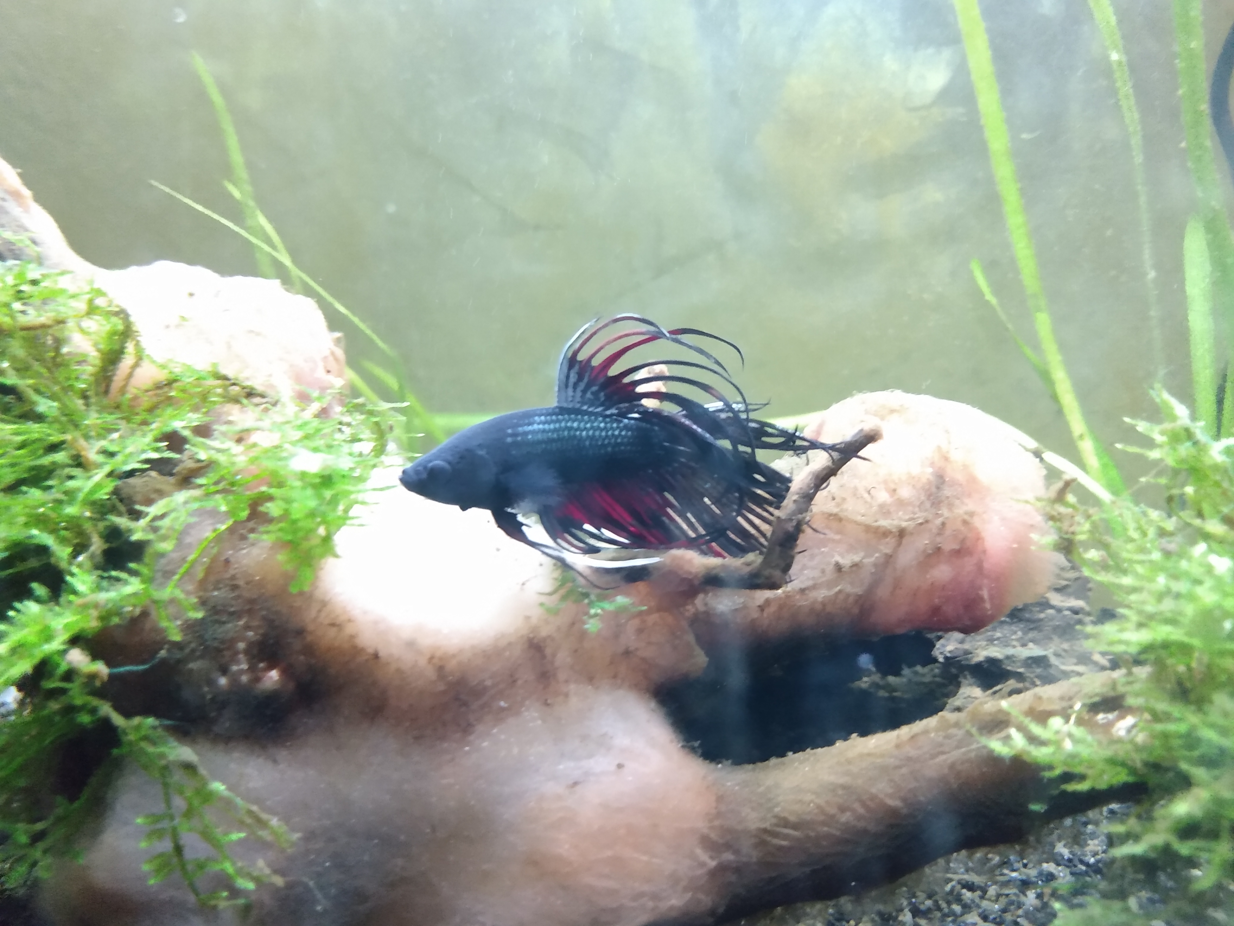 Betta Splendens crowntail