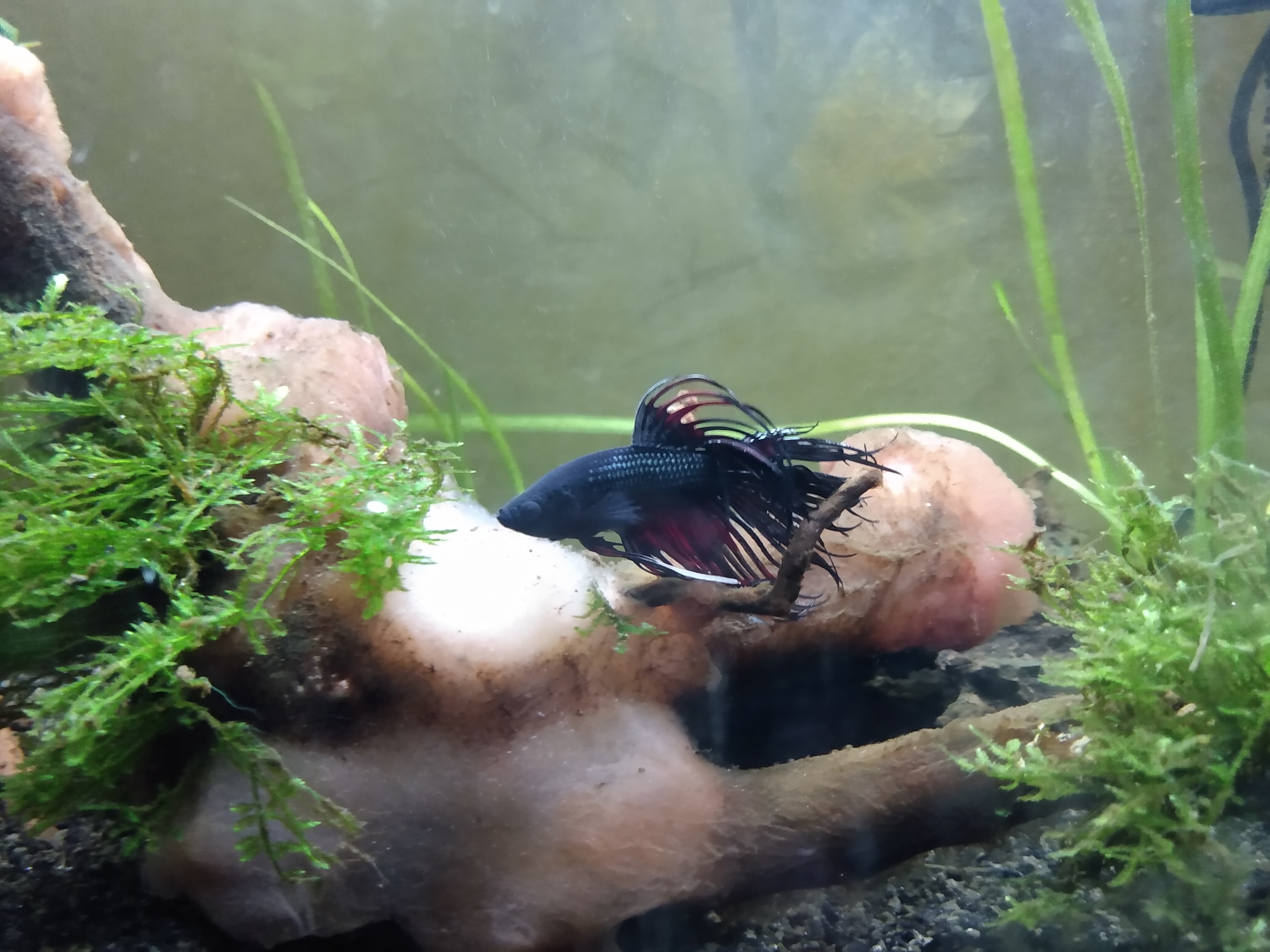 Betta Splendens crowntail