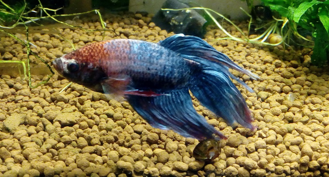 Betta splenders