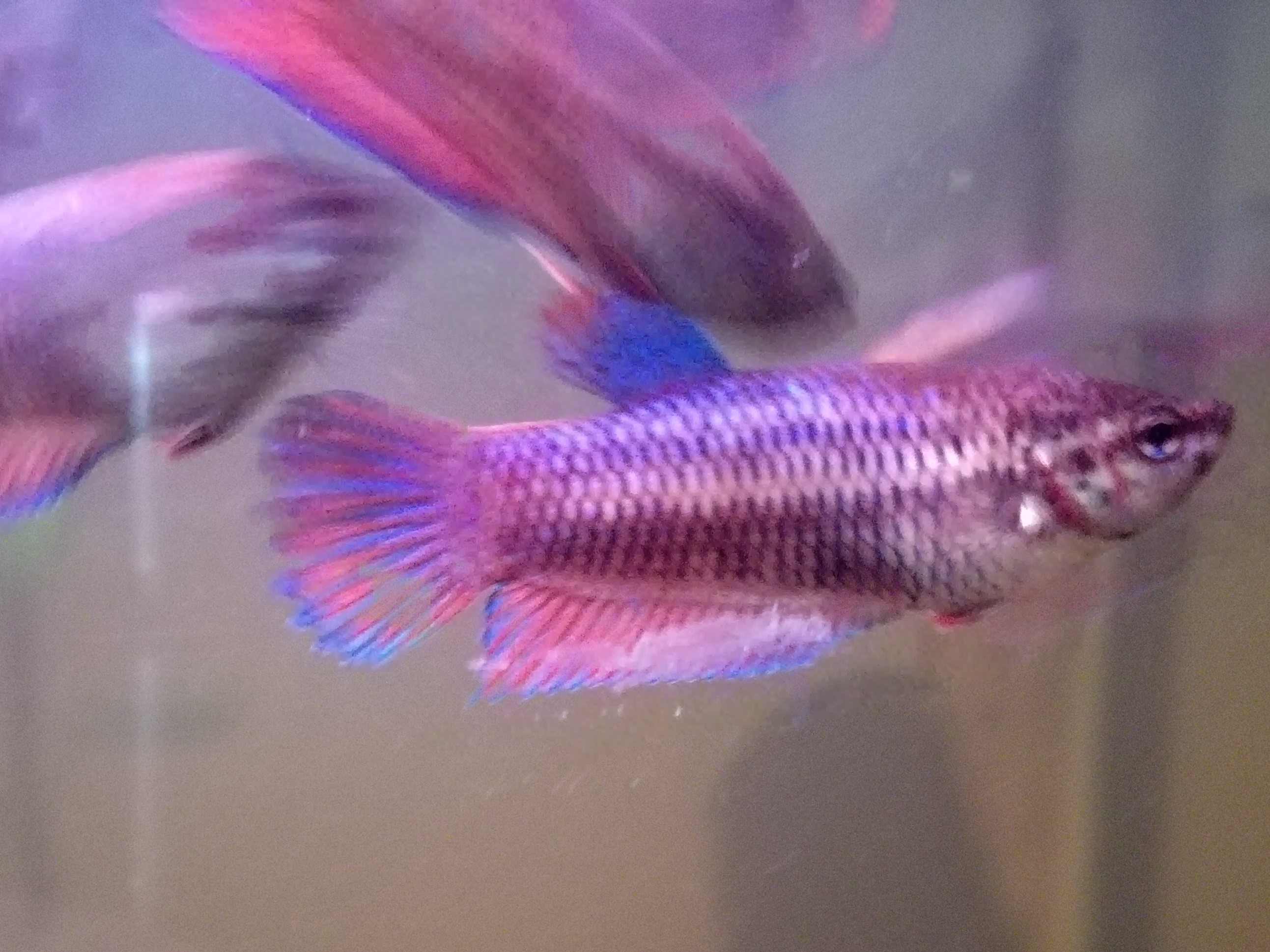 Betta velo