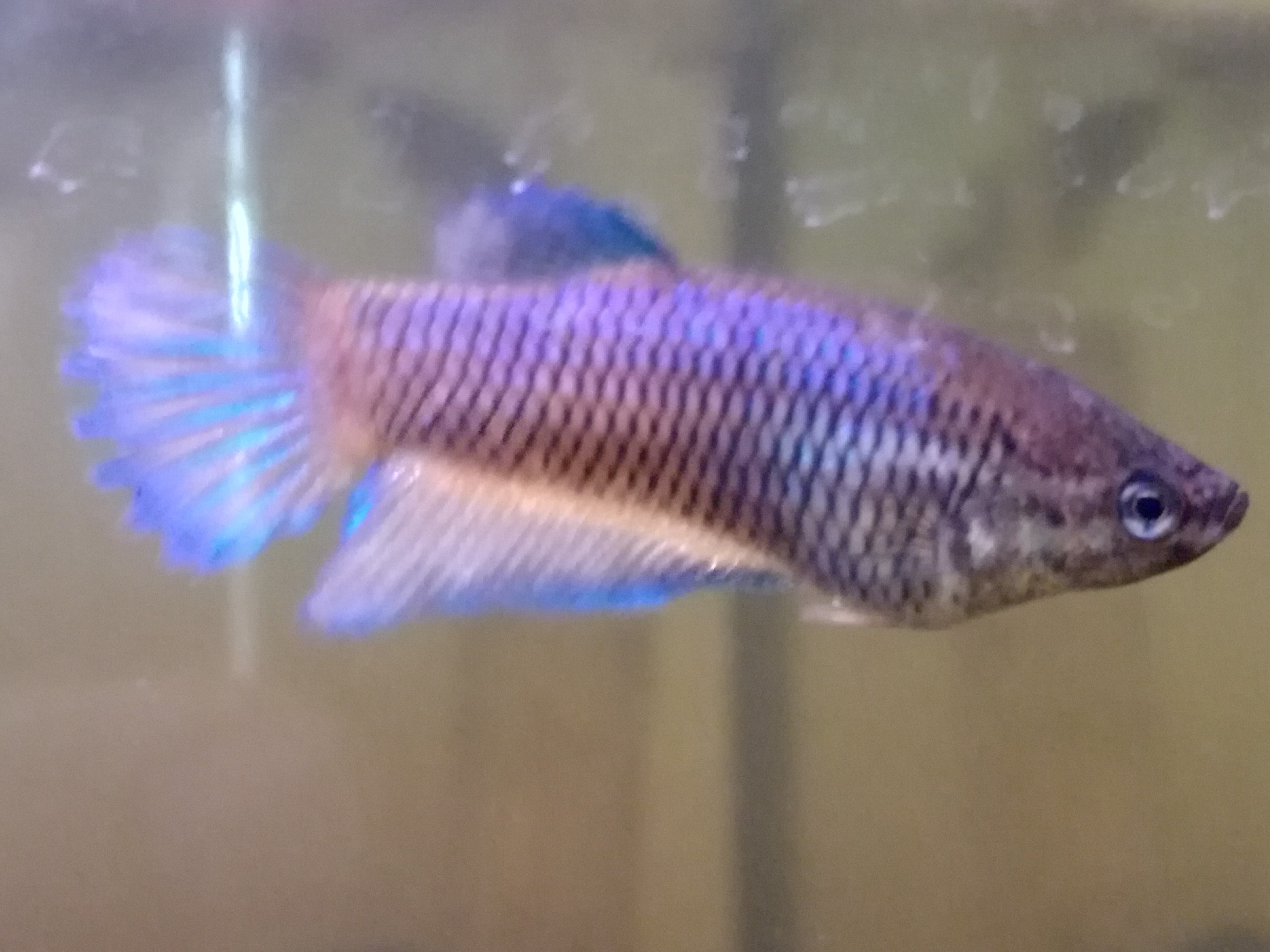 Betta velo