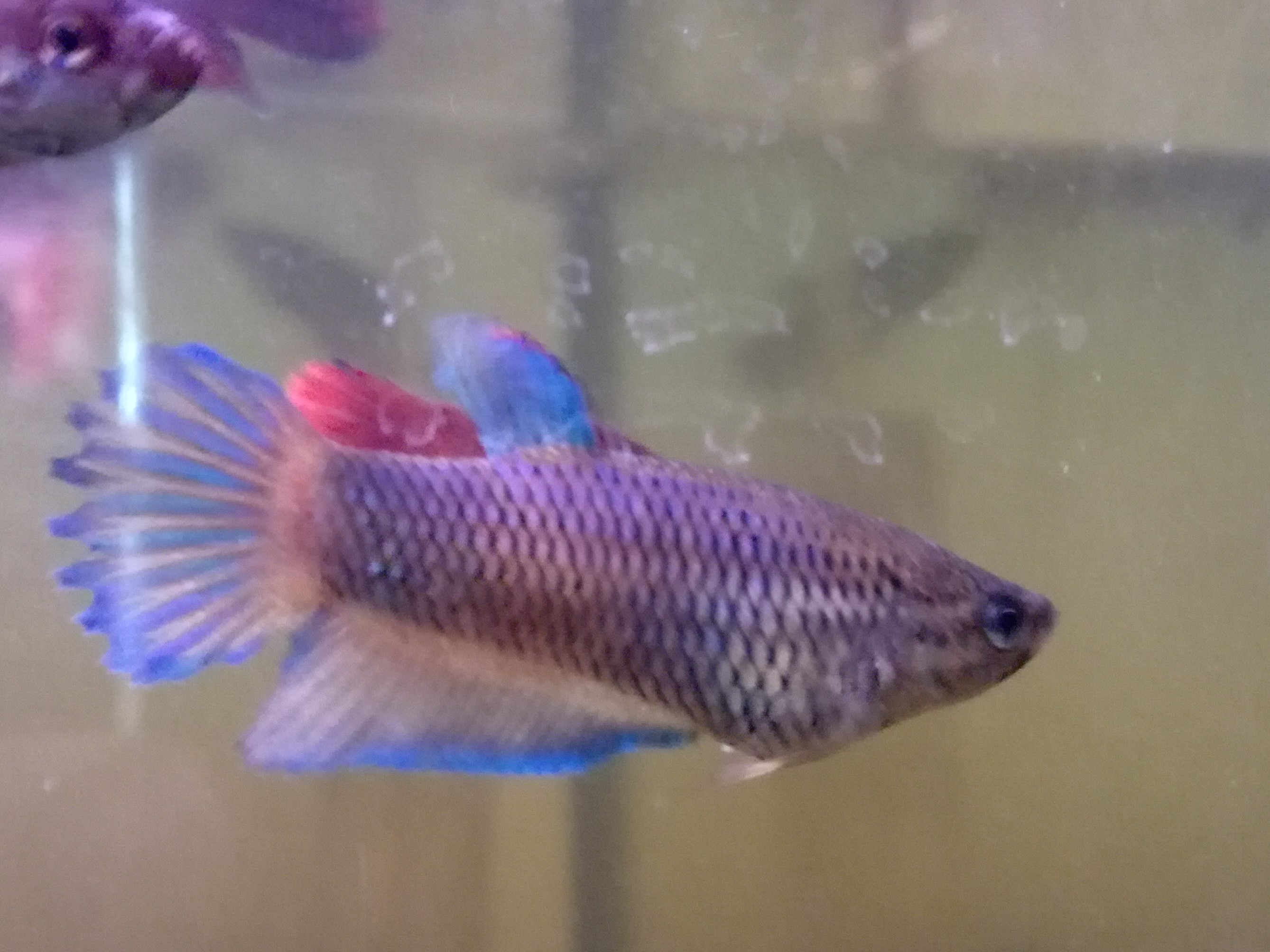 Betta velo