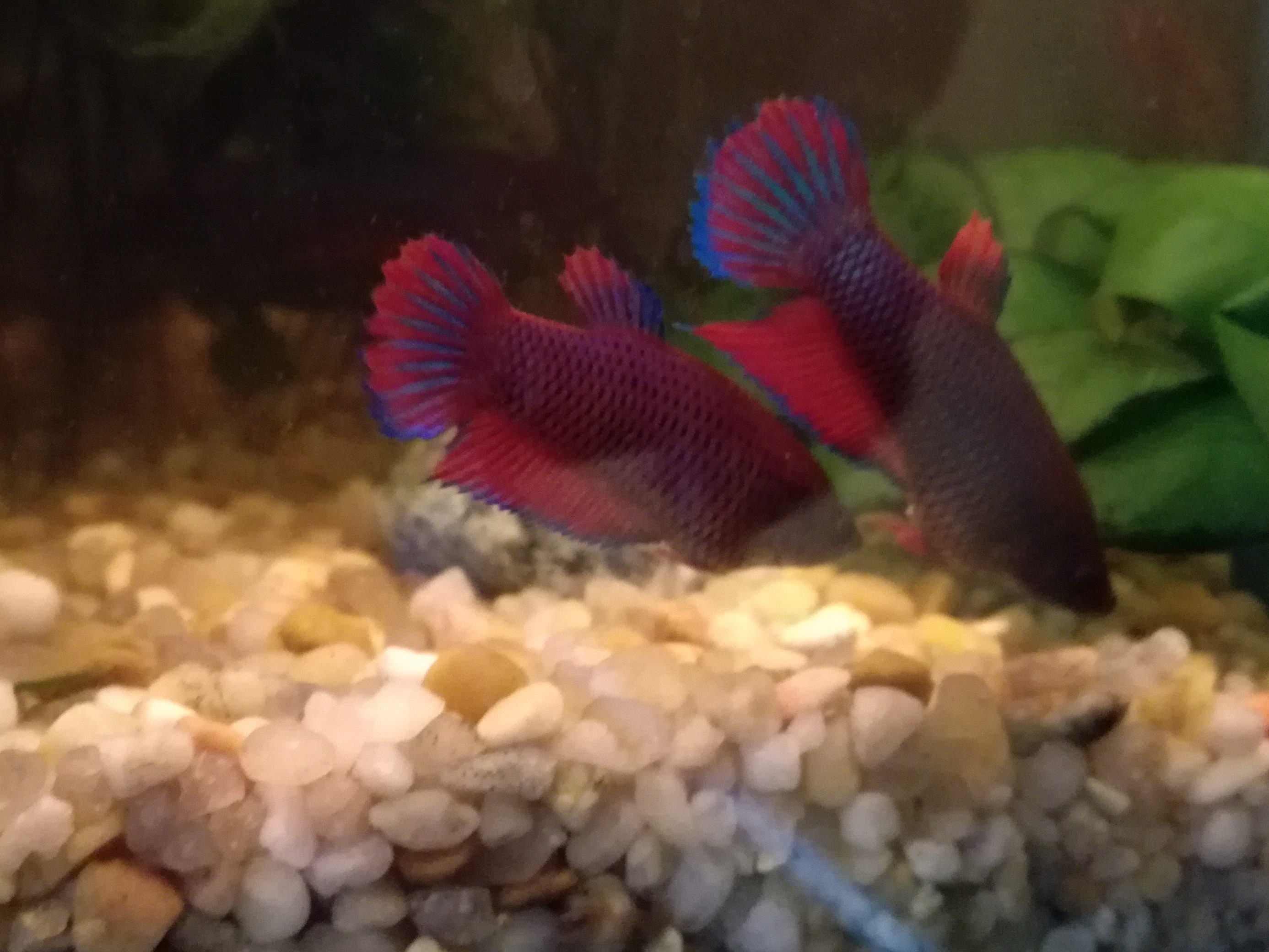 Betta velo