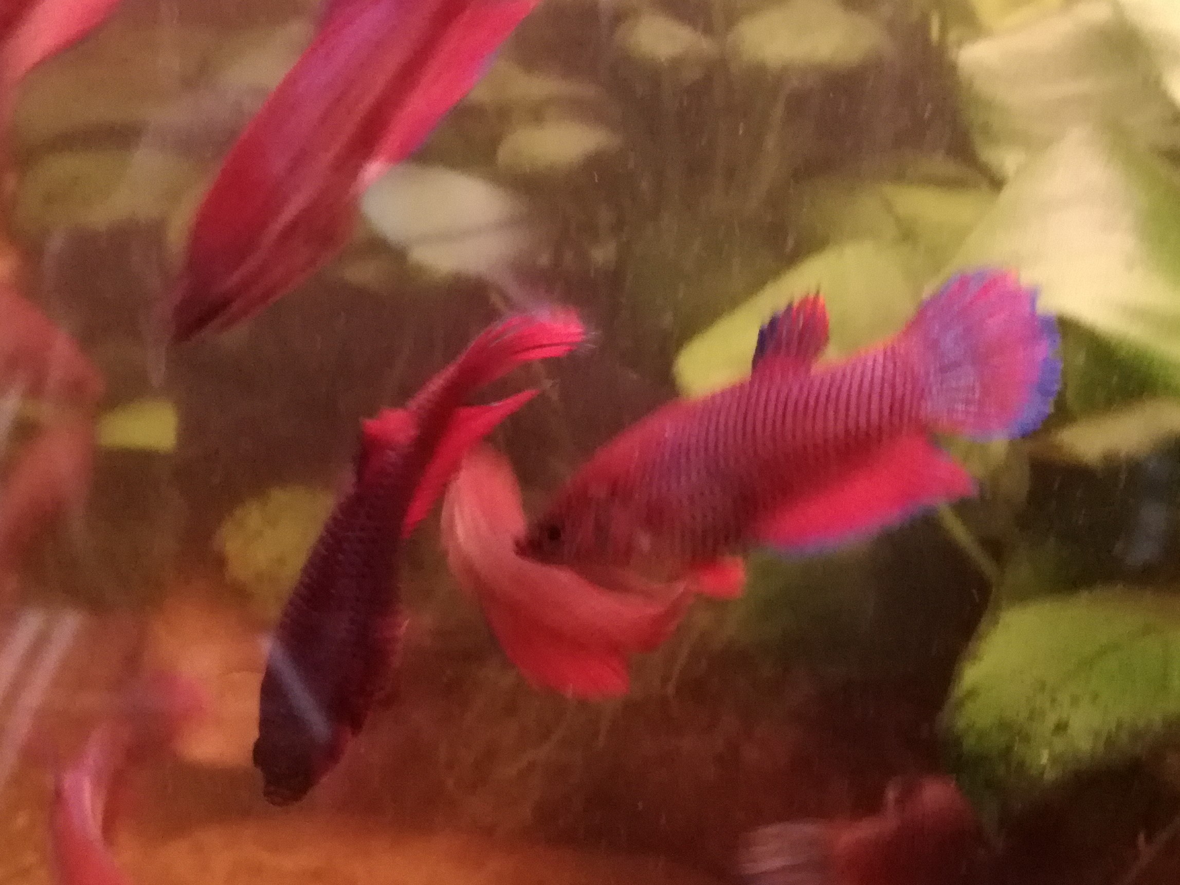 Betta velo