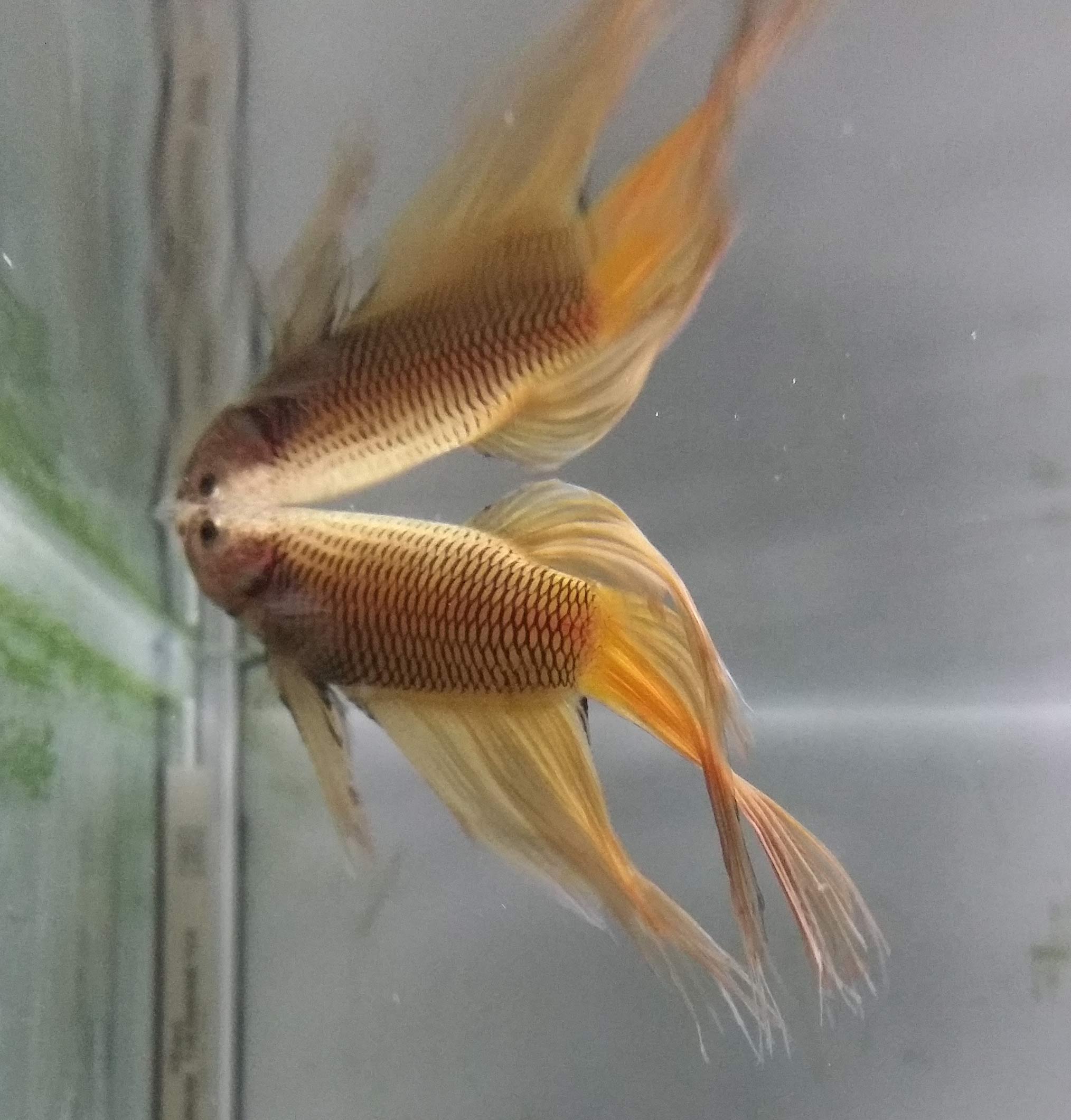 Betta