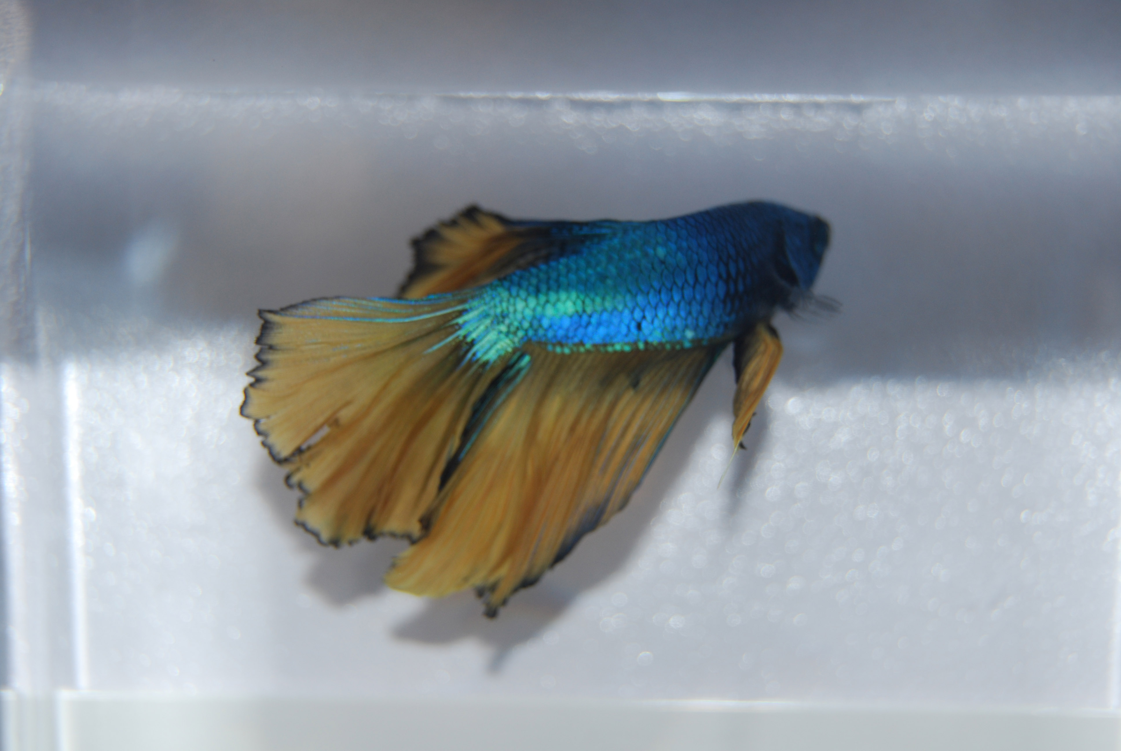 Betta