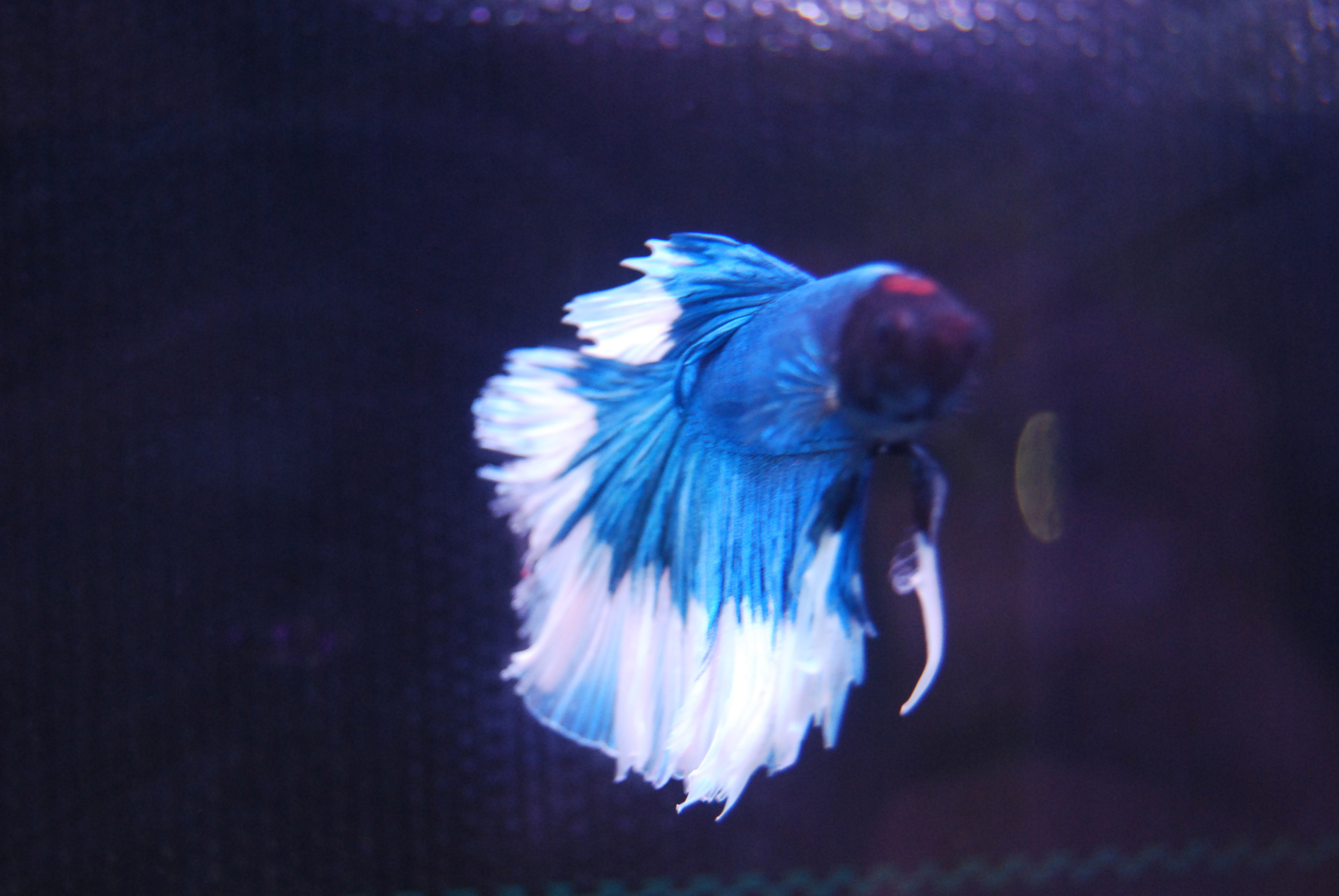 Betta