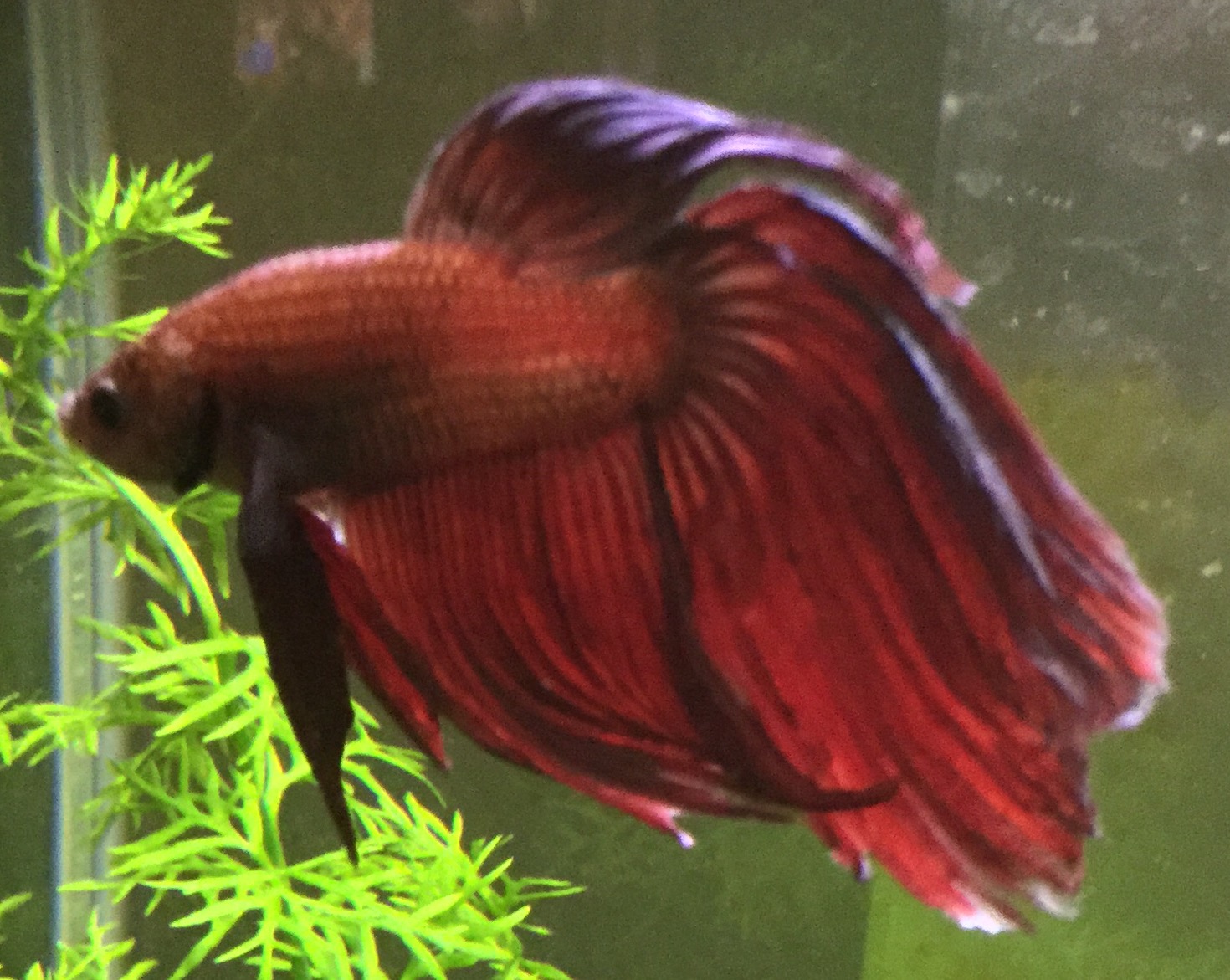 betta