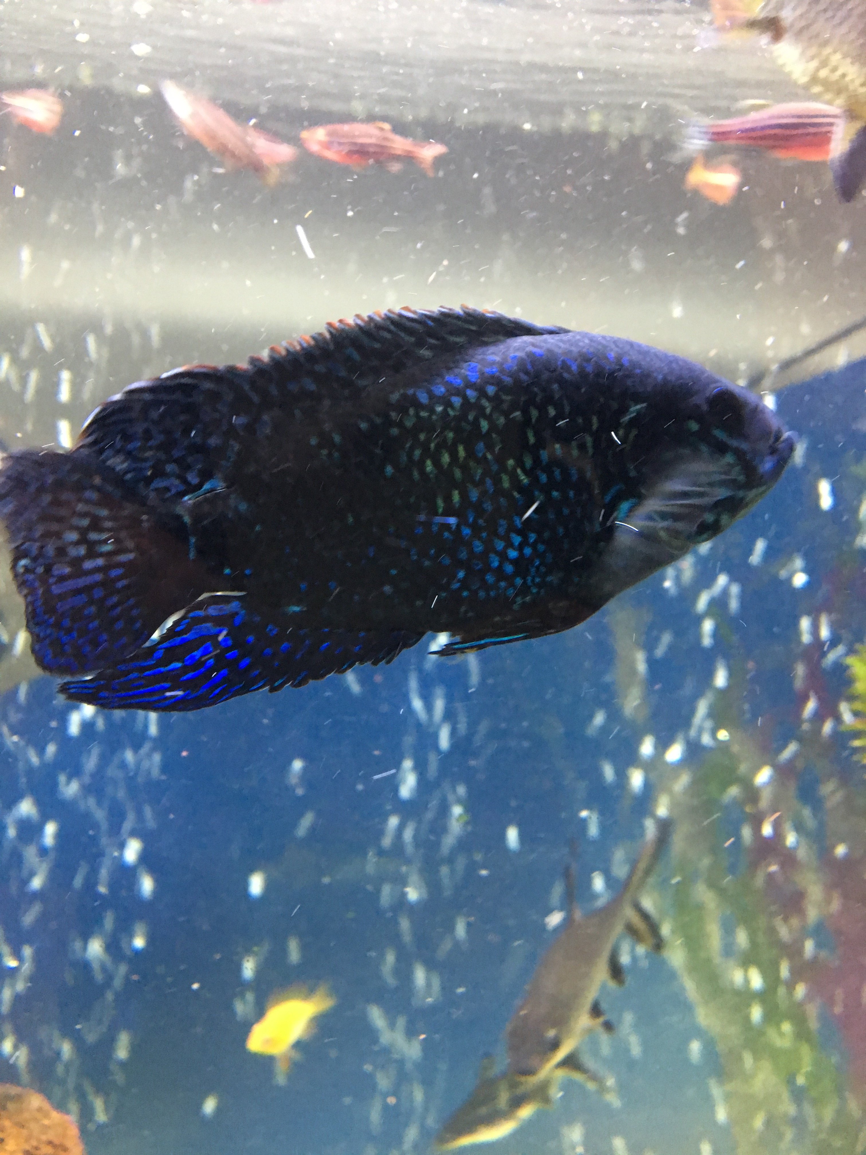 BLUE DEMPSEY DE 15 CM