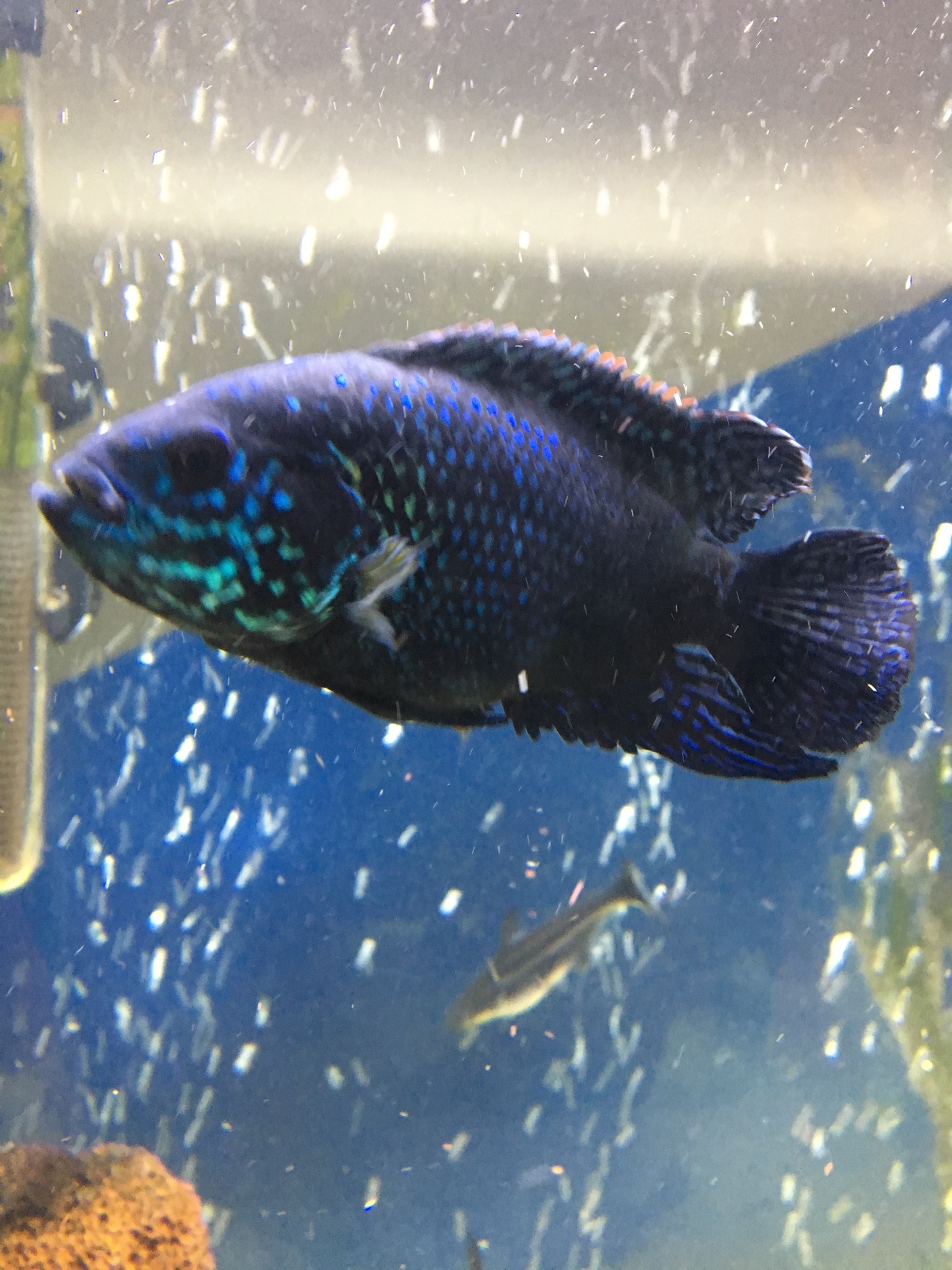 BLUE DEMPSEY DE 15 CM