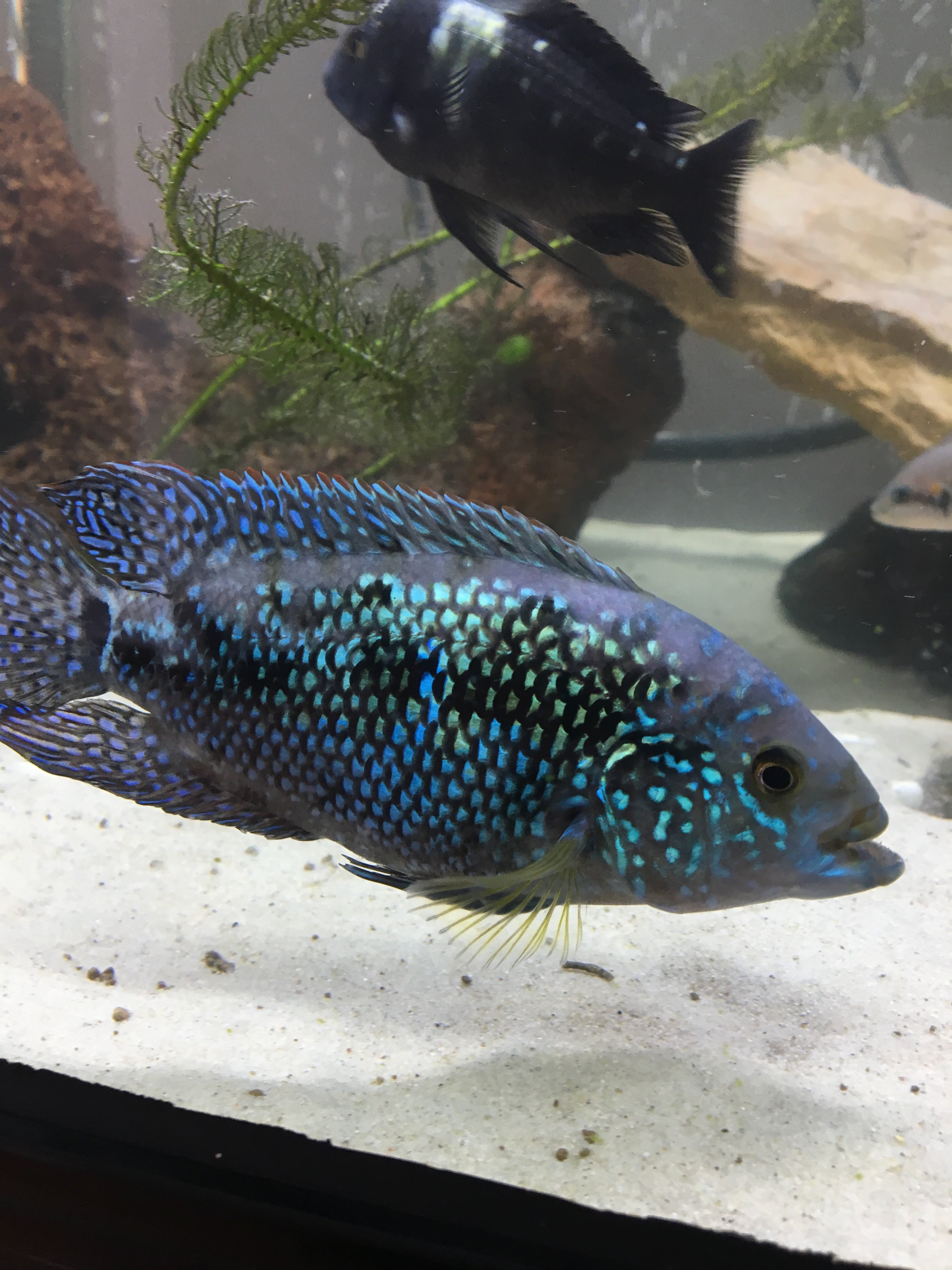 BLUE DEMPSEY DE 15 CM