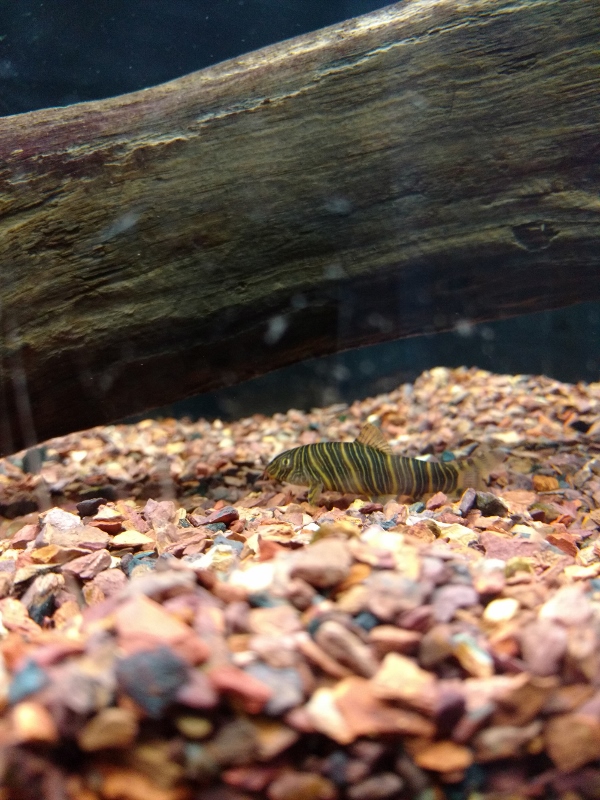 Botia Striata