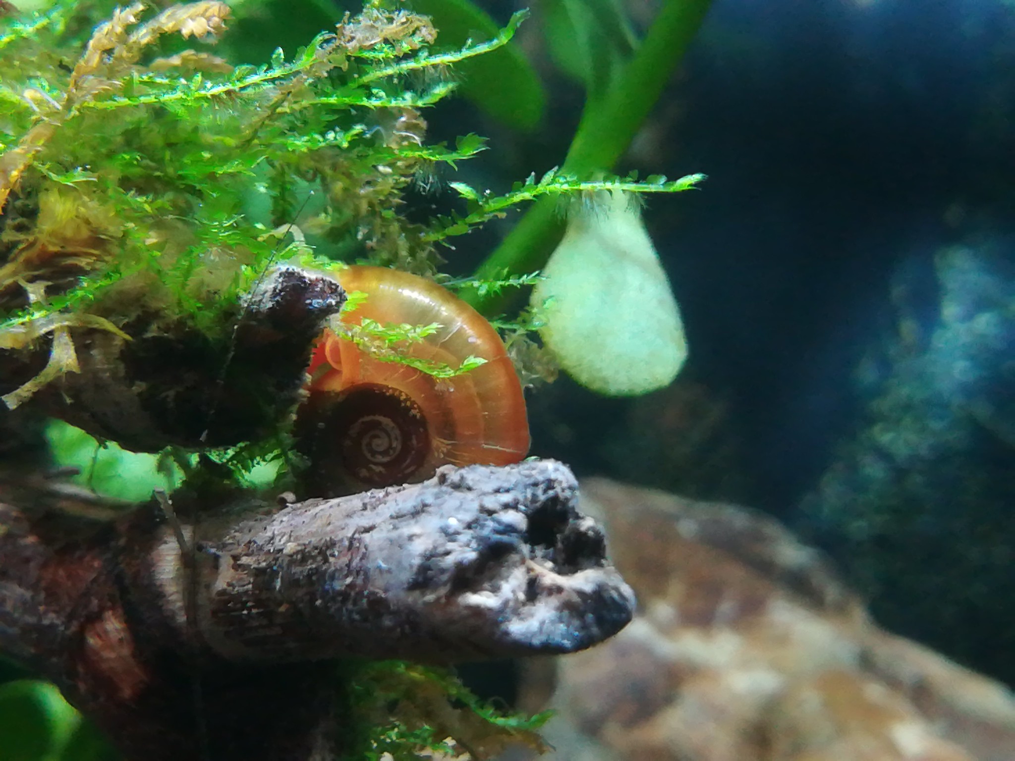 Caracol en Acuario