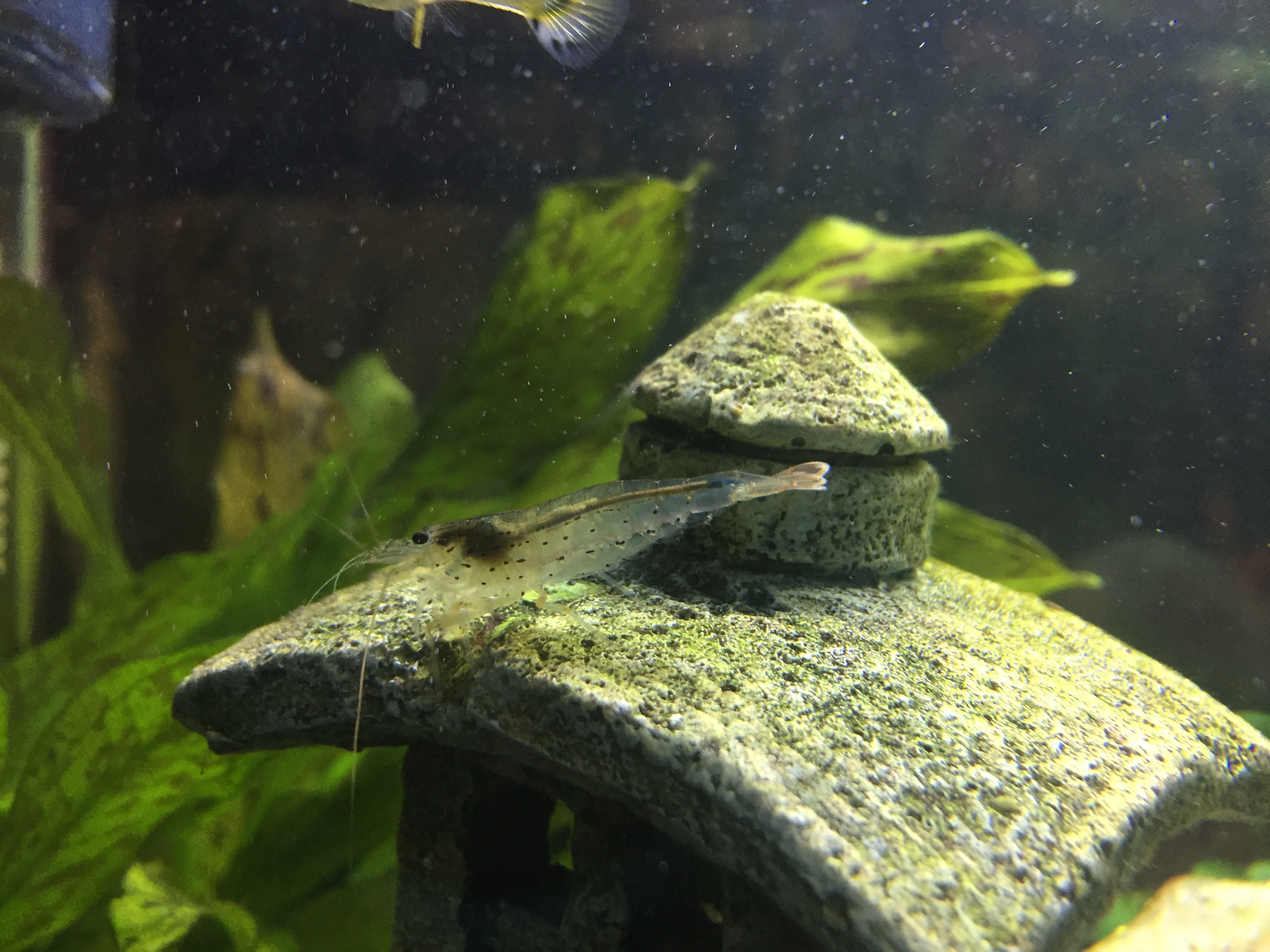 Caridina japonica