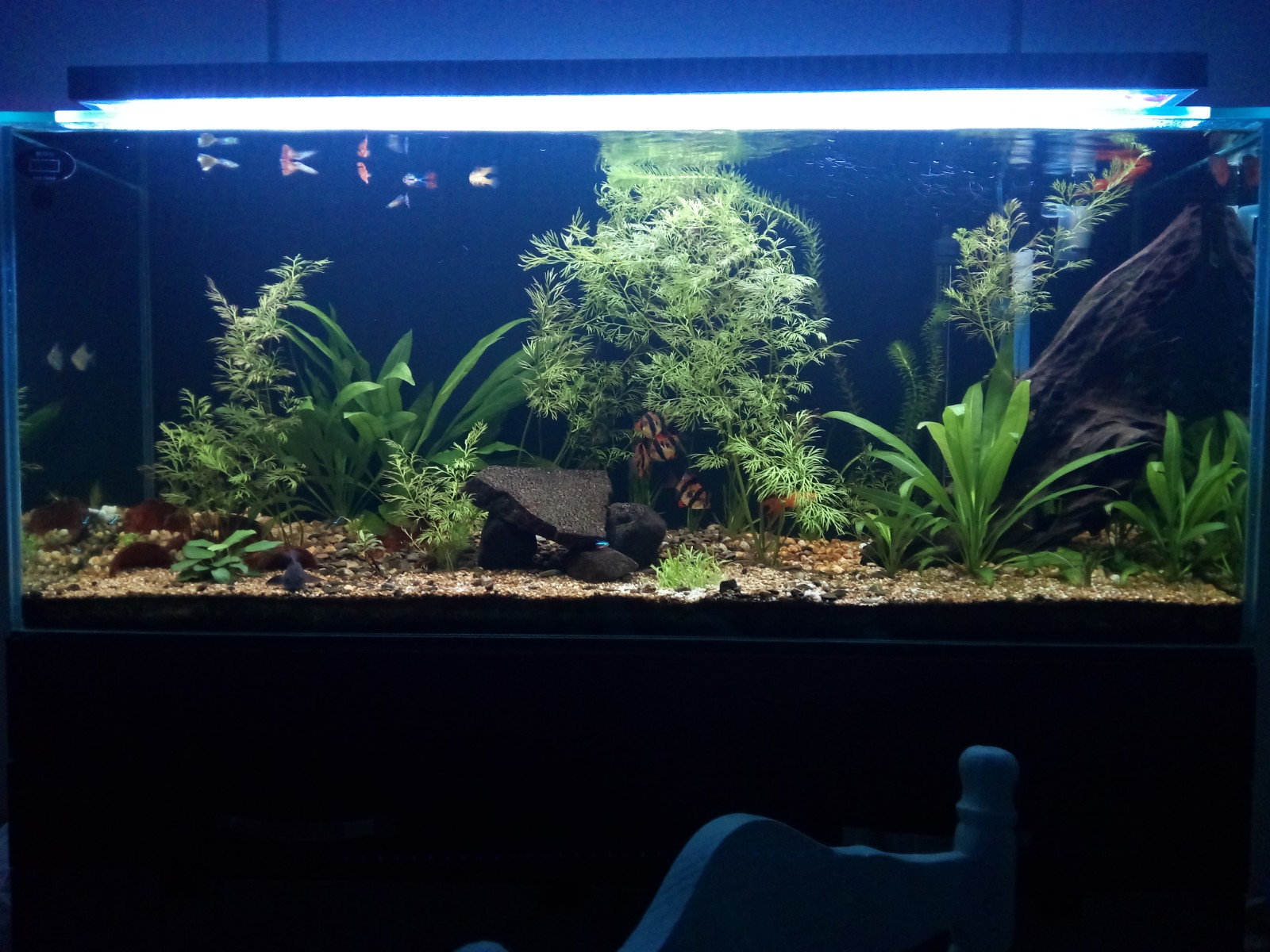 Construyendo el Acuario 200L