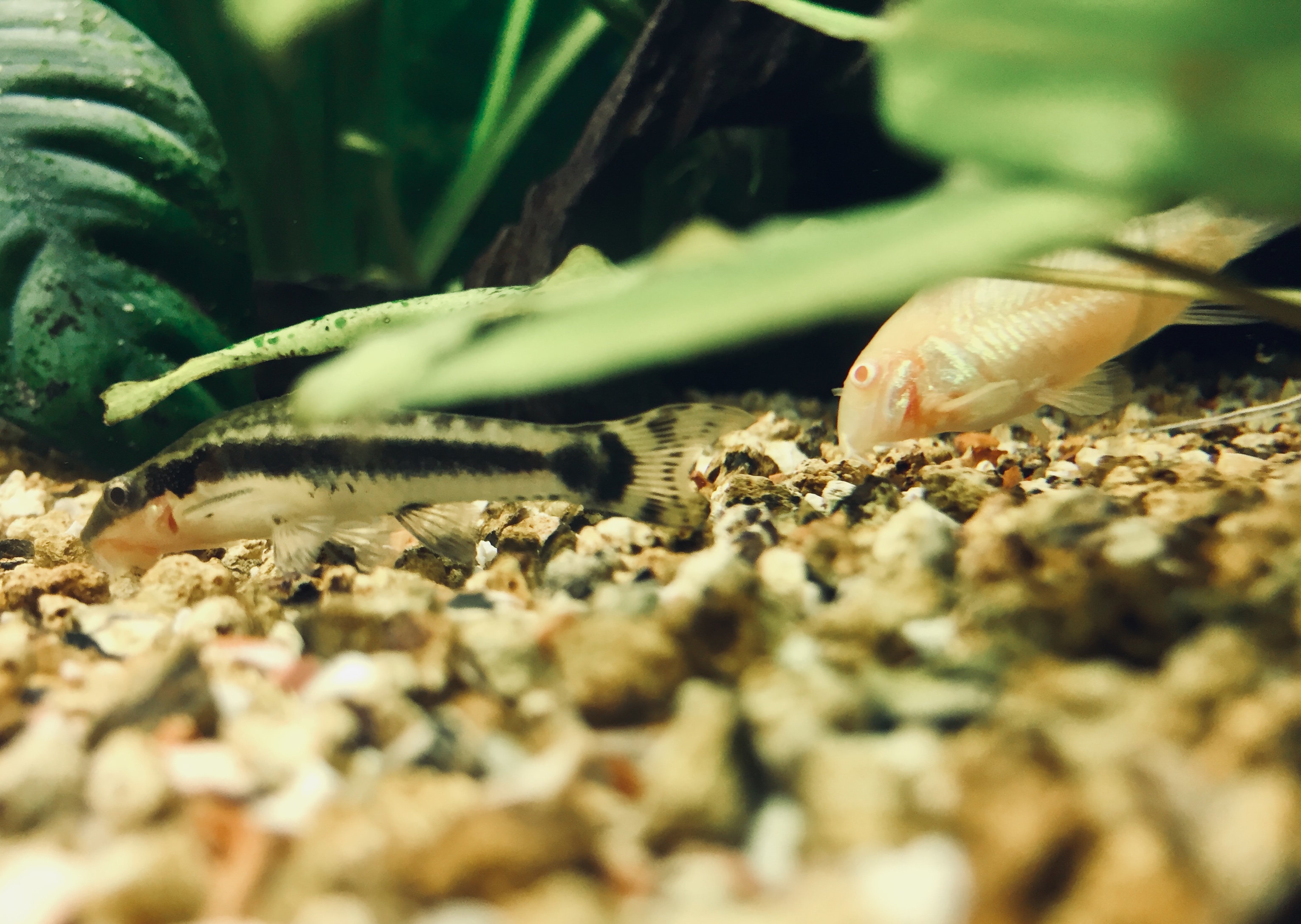 Corydora aeneus albina y Otocinclus affinis mano a mano